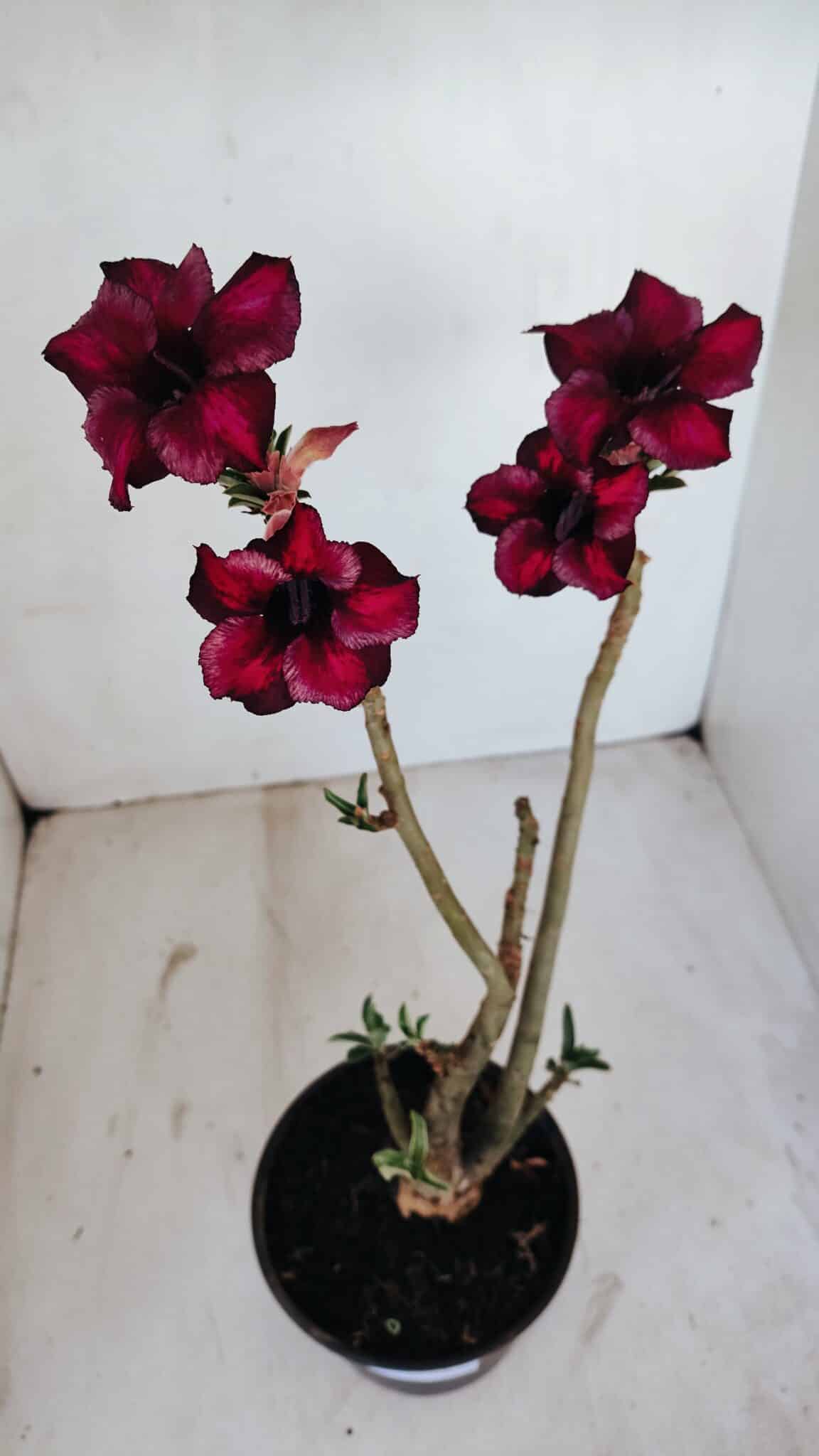 Planta Simples 3137 – 35cm – 03 anos - foto 2