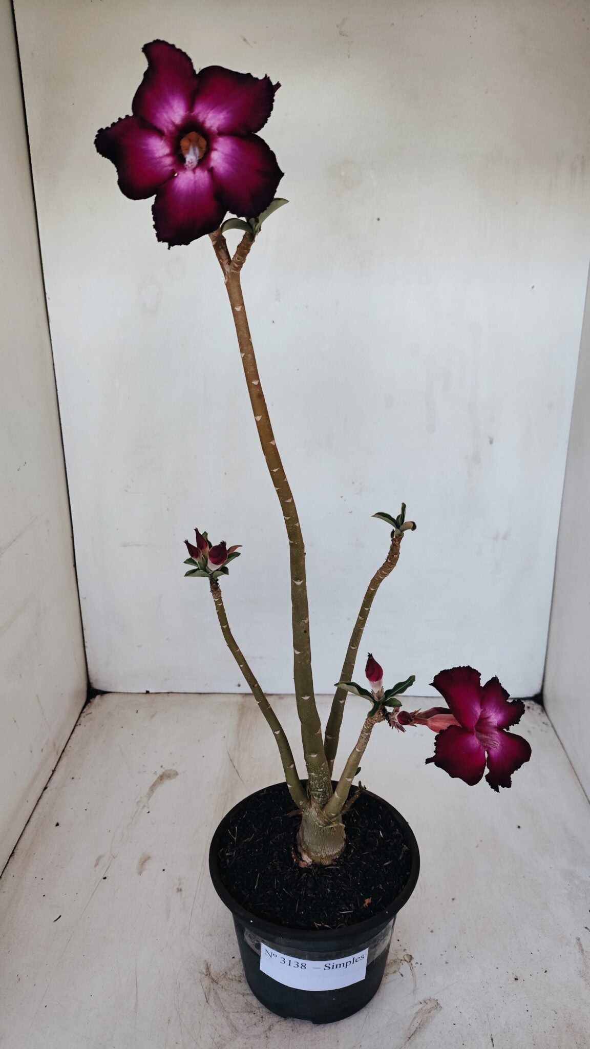 Planta Simples 3138 – 35cm – 03 anos - foto 2