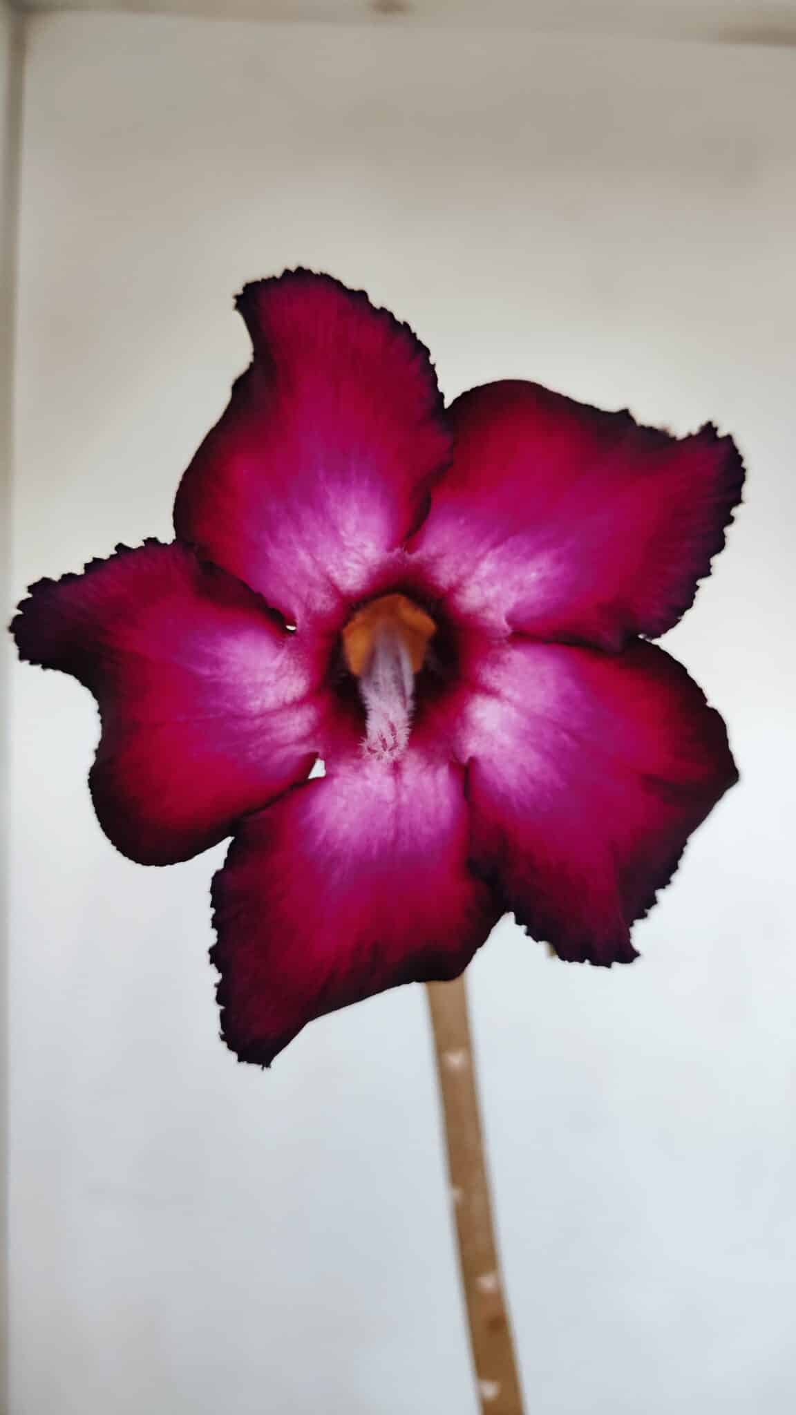 Planta Simples 3138 – 35cm – 03 anos - foto 3