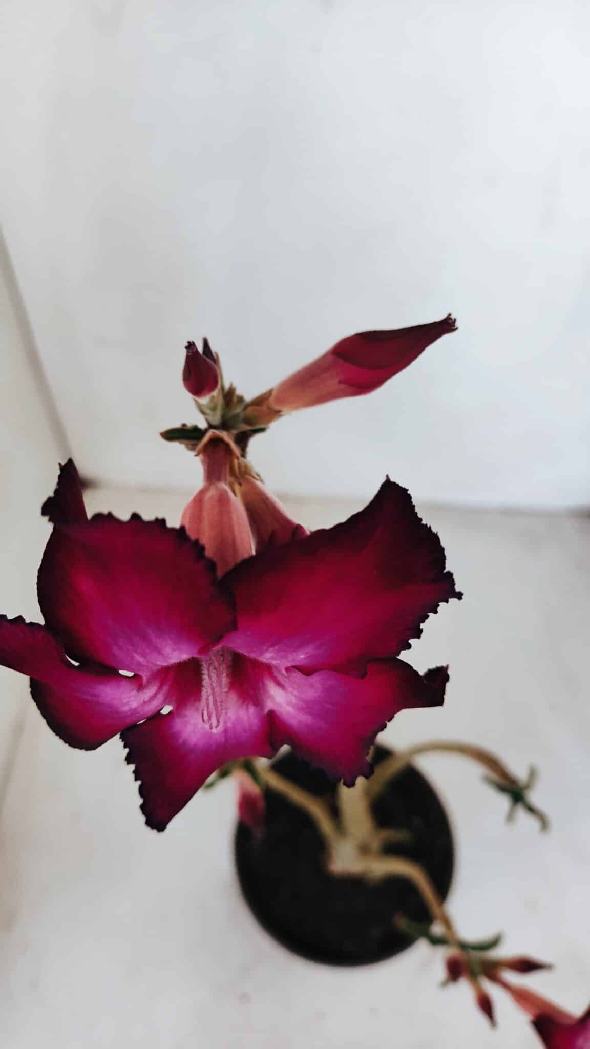 Planta Simples 3138 – 35cm – 03 anos - foto 5