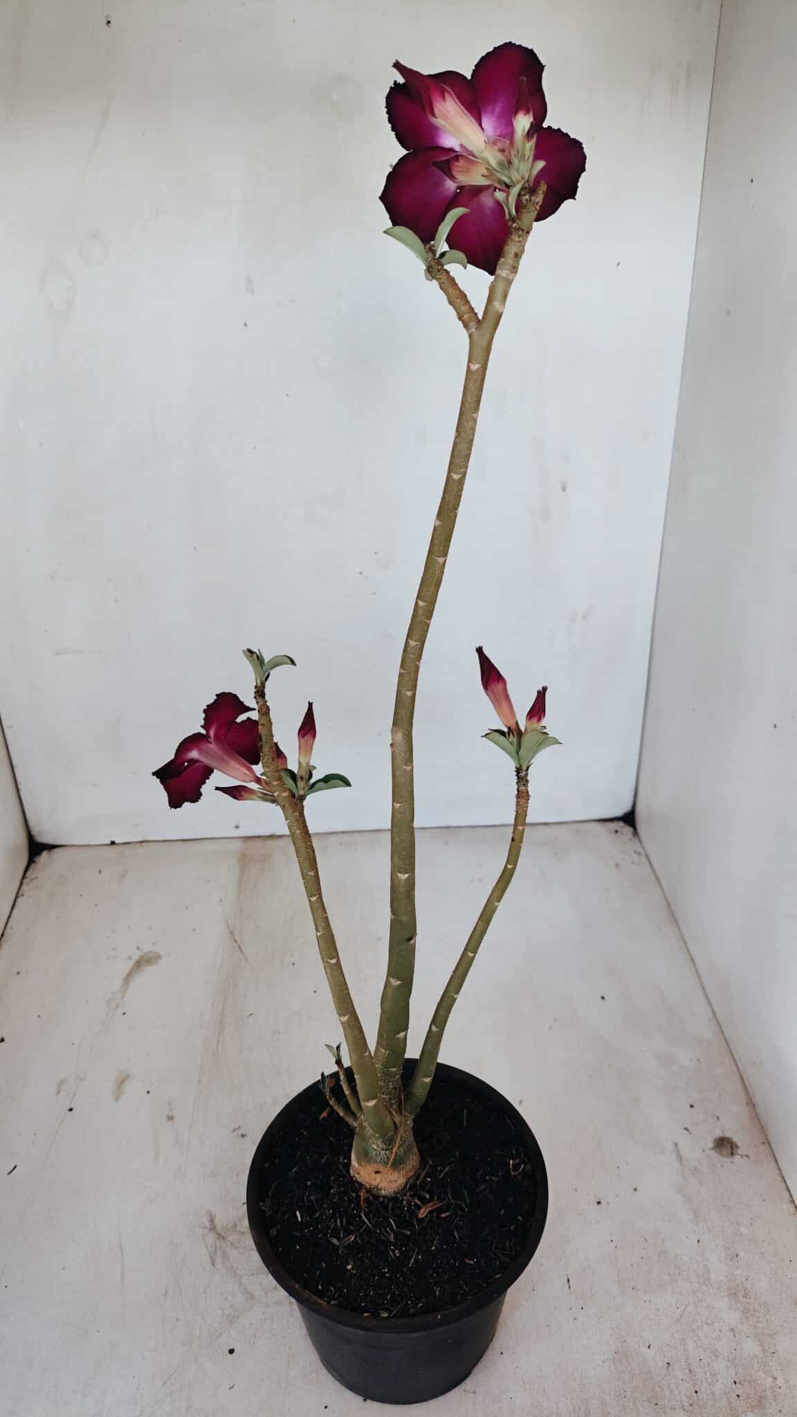 Planta Simples 3138 – 35cm – 03 anos - foto 6