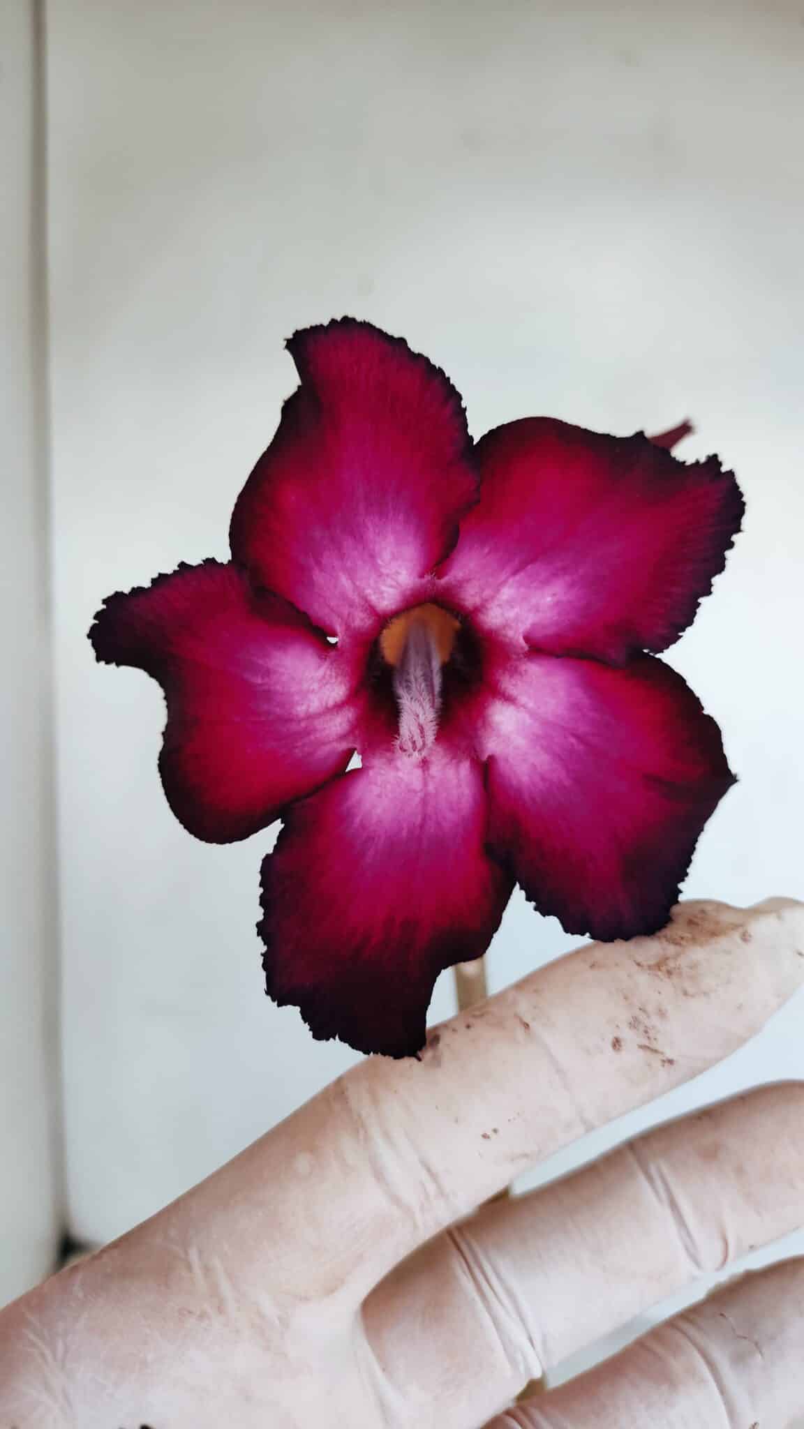 Planta Simples 3138 – 35cm – 03 anos - foto 4