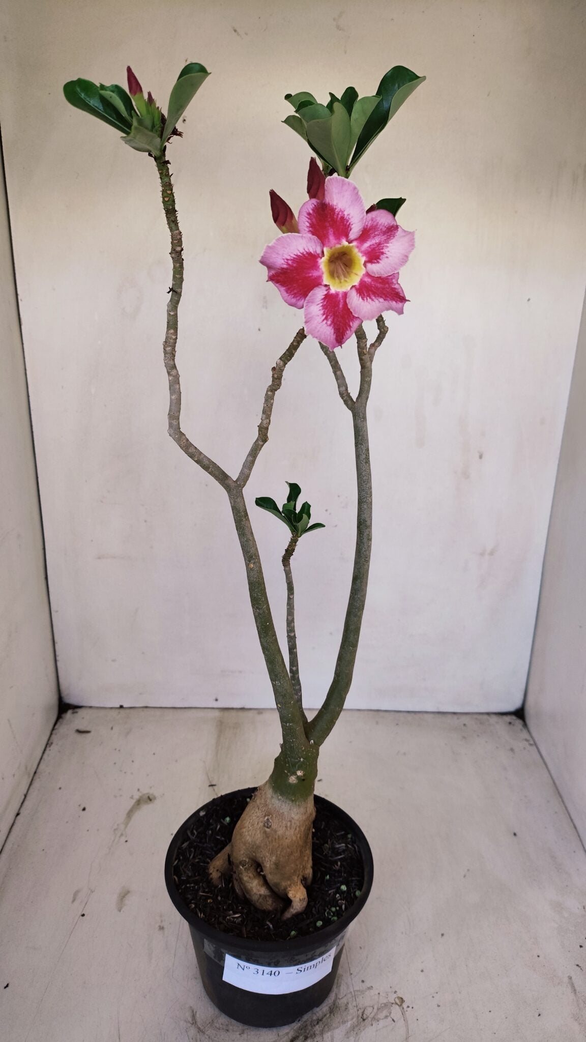 Planta Simples 3140 – 40cm – 03 anos - foto 2