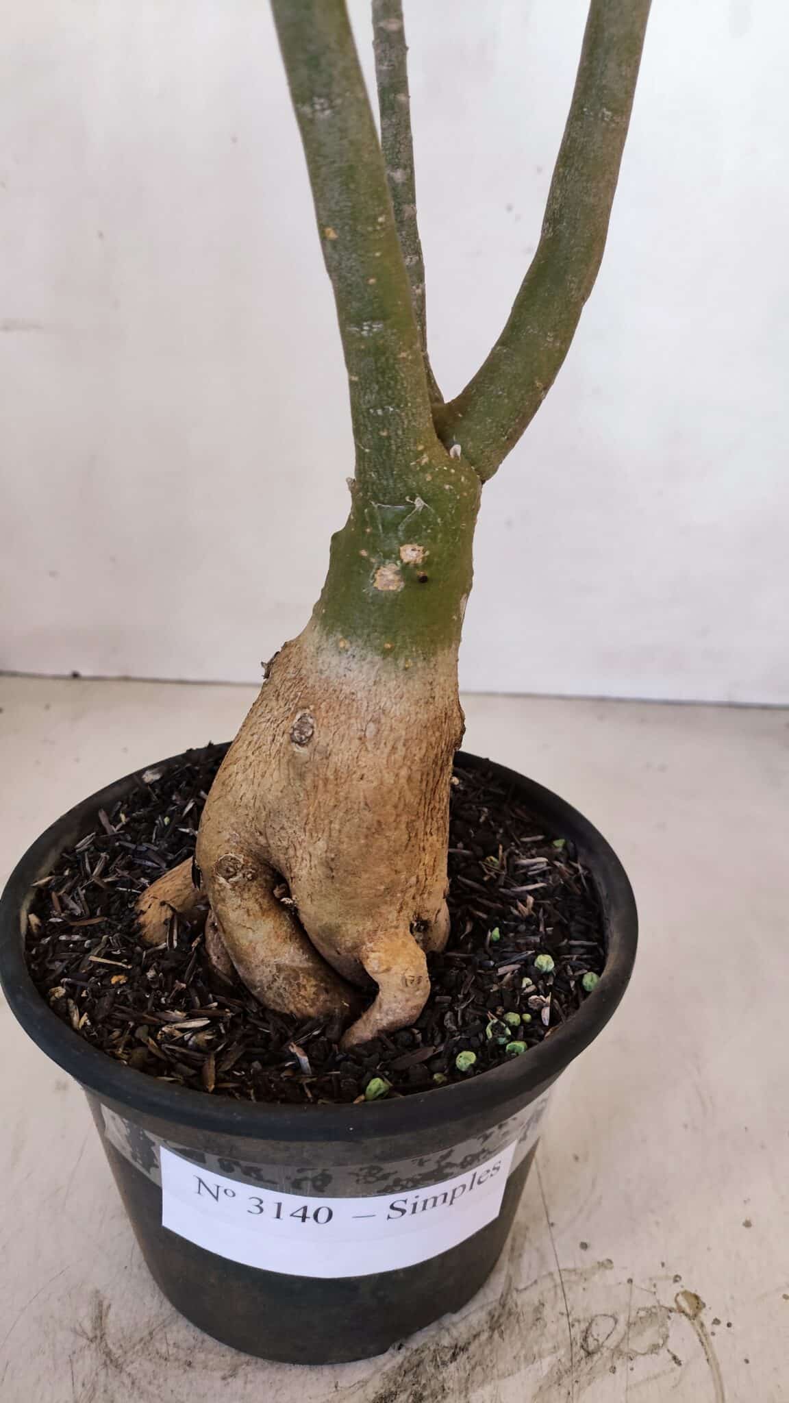 Planta Simples 3140 – 40cm – 03 anos - foto 8