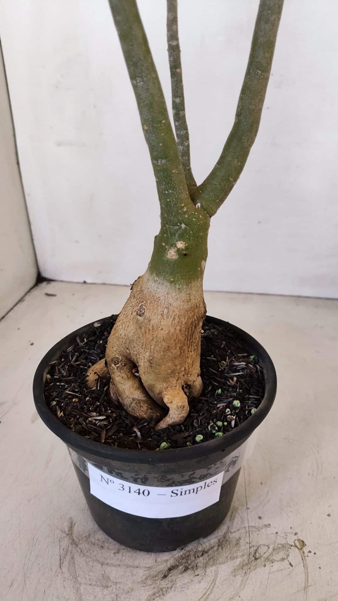 Planta Simples 3140 – 40cm – 03 anos - foto 7