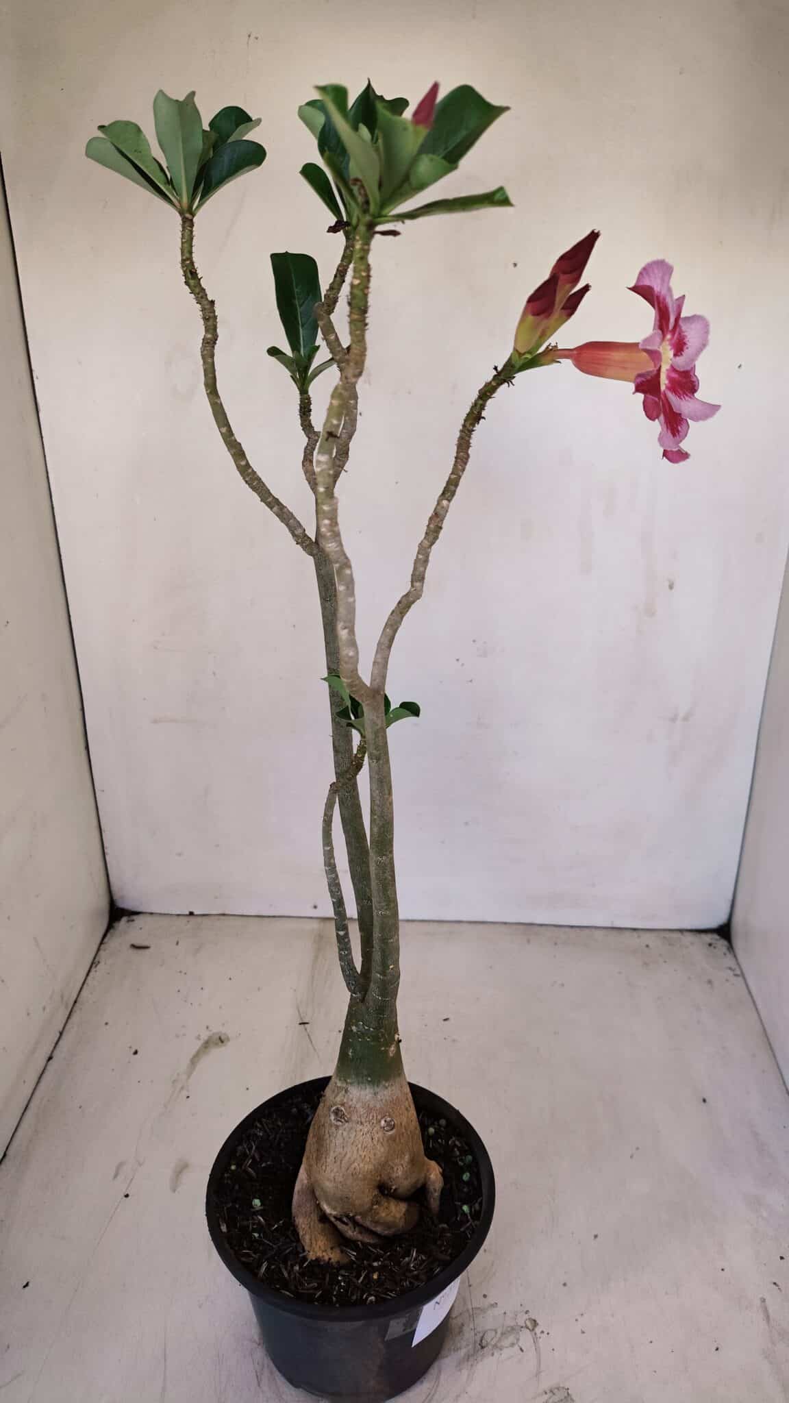 Planta Simples 3140 – 40cm – 03 anos - foto 6
