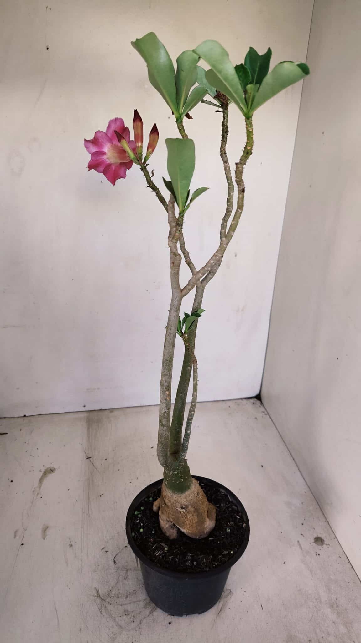 Planta Simples 3140 – 40cm – 03 anos - foto 5
