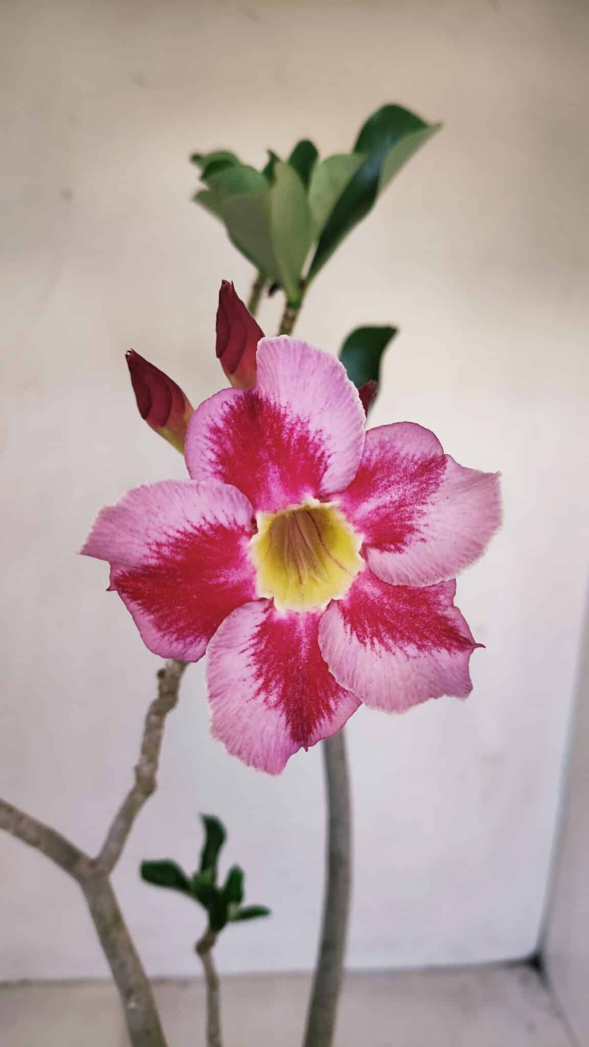 Planta Simples 3140 – 40cm – 03 anos - foto 3