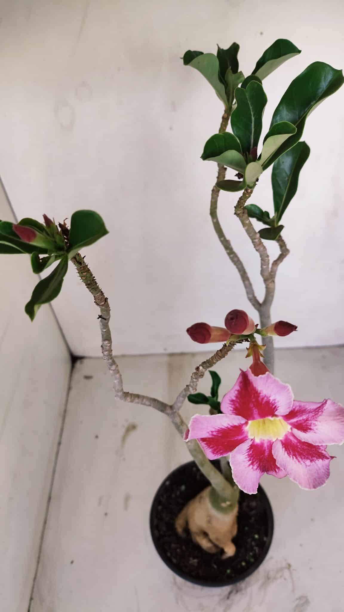 Planta Simples 3140 – 40cm – 03 anos - foto 4