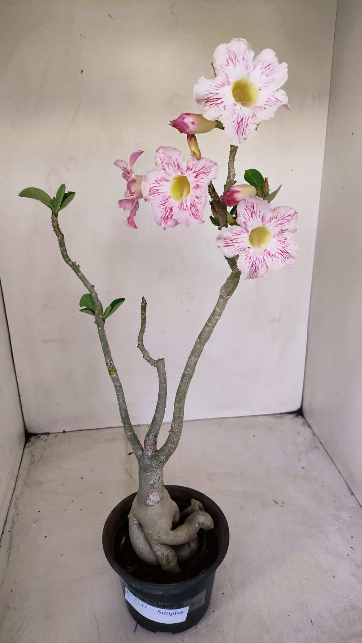 Planta Simples 3141 – 40cm – 03 anos - foto 2