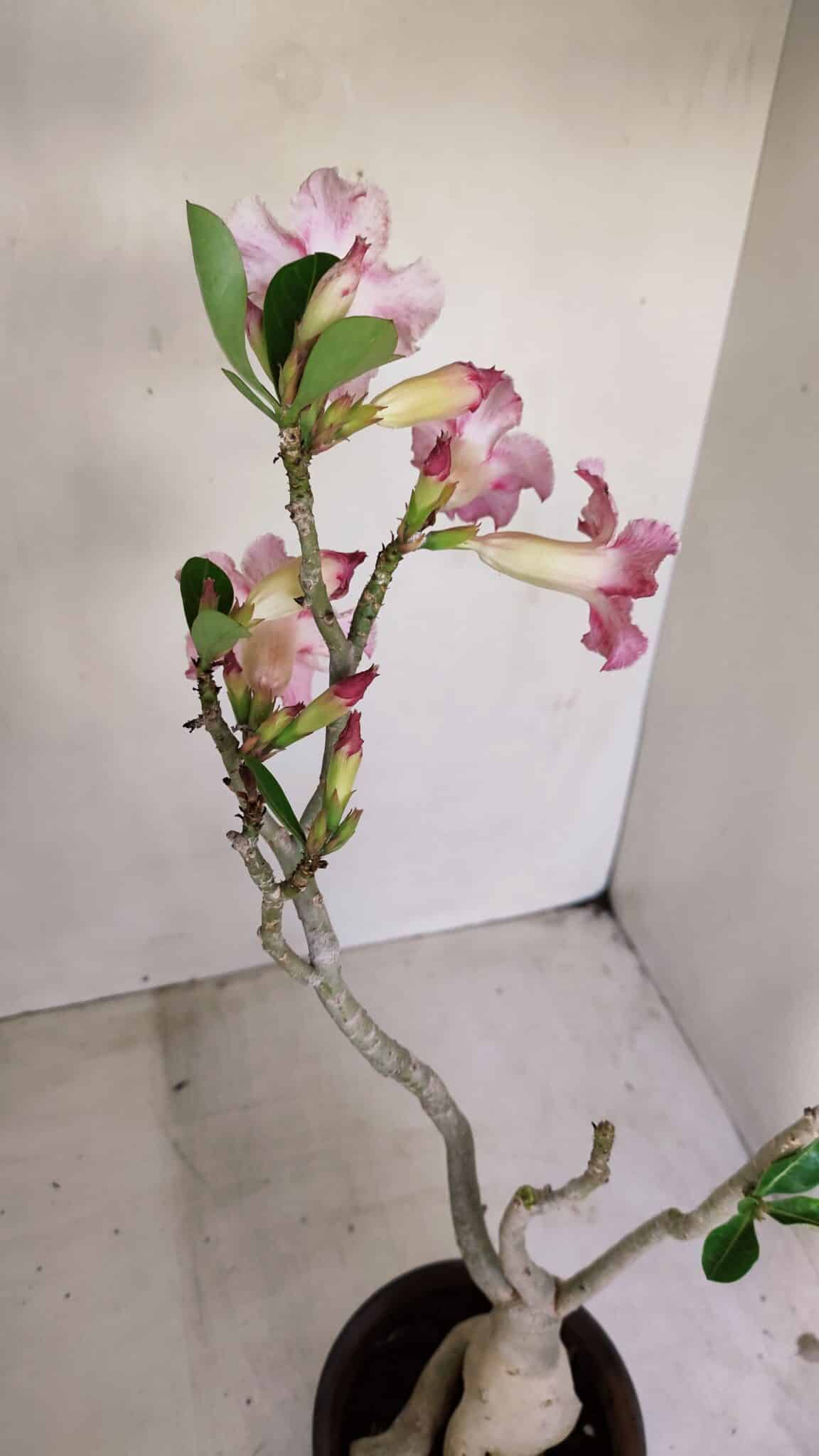 Planta Simples 3141 – 40cm – 03 anos - foto 7