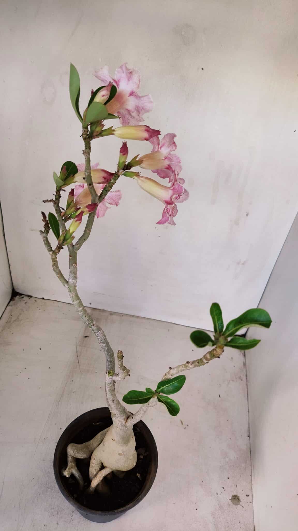 Planta Simples 3141 – 40cm – 03 anos - foto 6