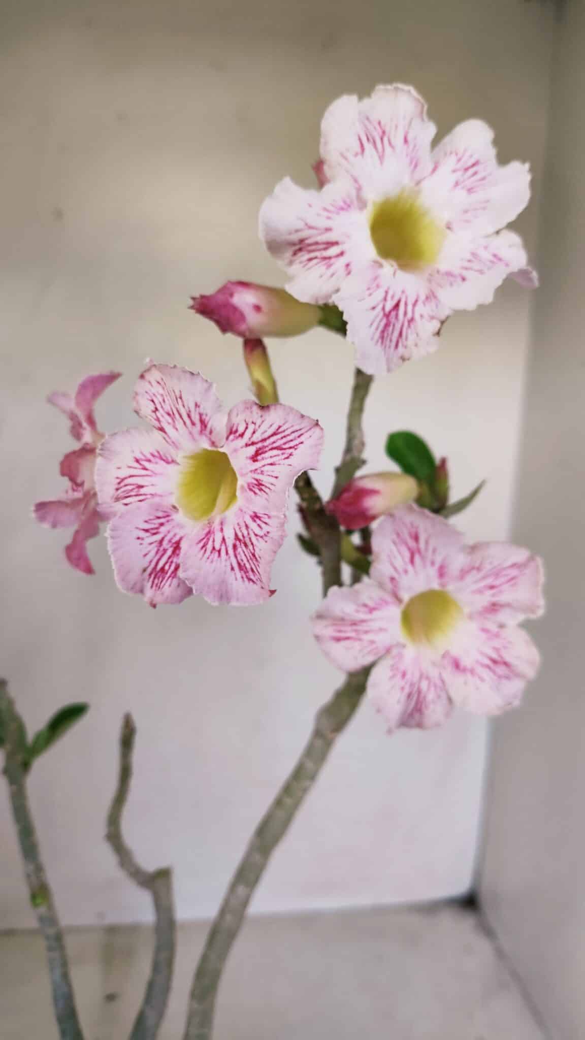 Planta Simples 3141 – 40cm – 03 anos - foto 5