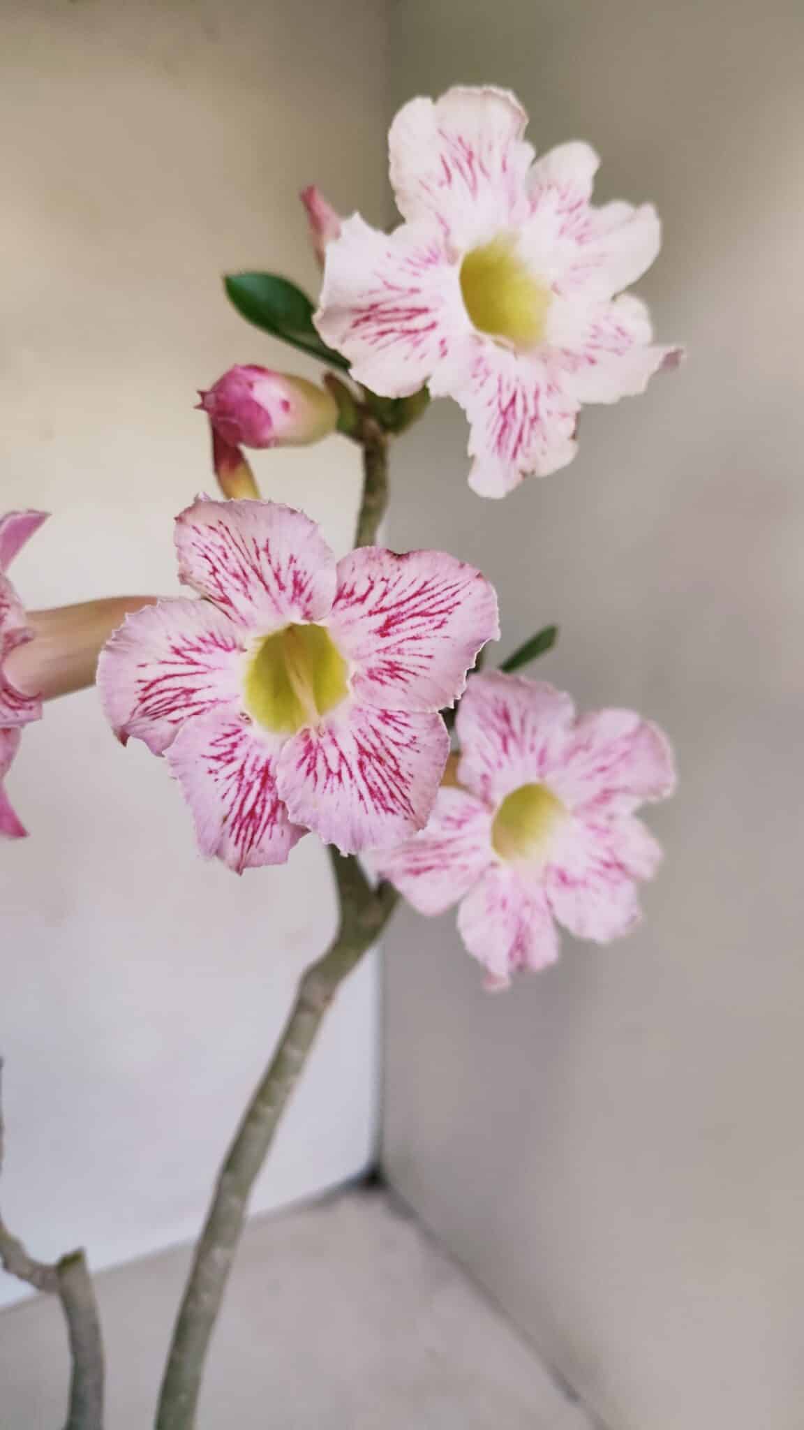 Planta Simples 3141 – 40cm – 03 anos - foto 4