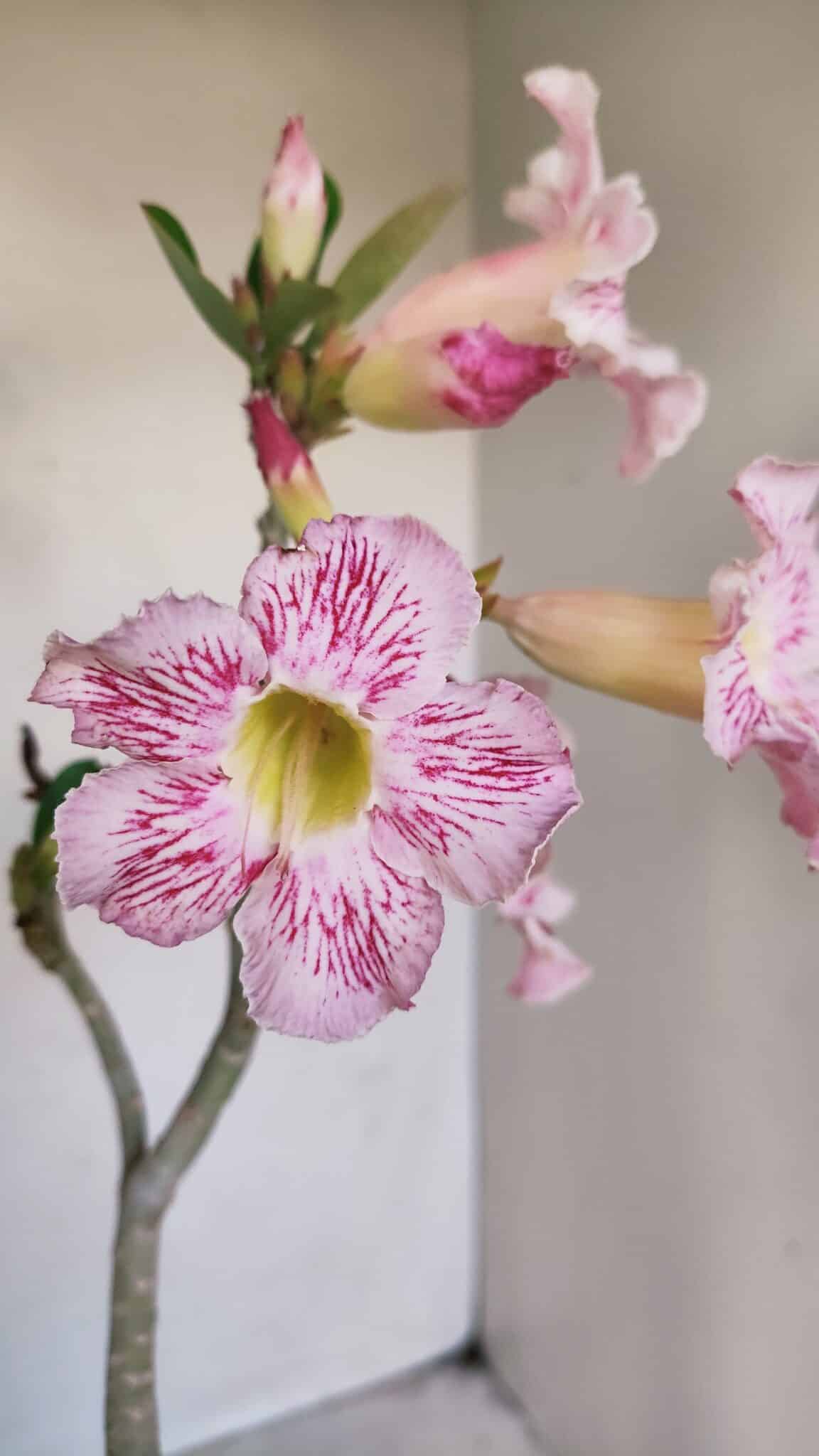 Planta Simples 3141 – 40cm – 03 anos - foto 3