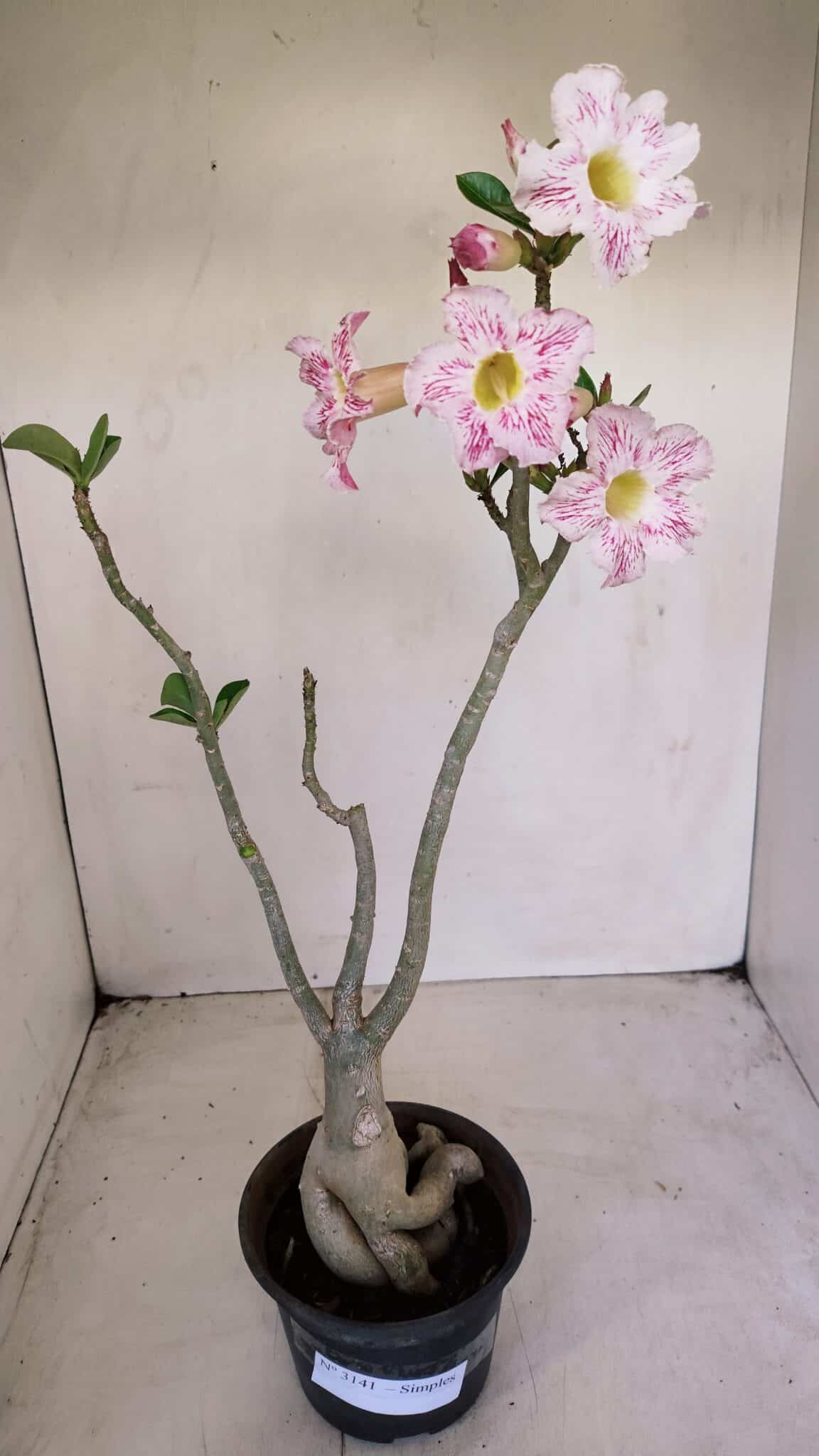 Planta Simples 3141 – 40cm – 03 anos - foto 11
