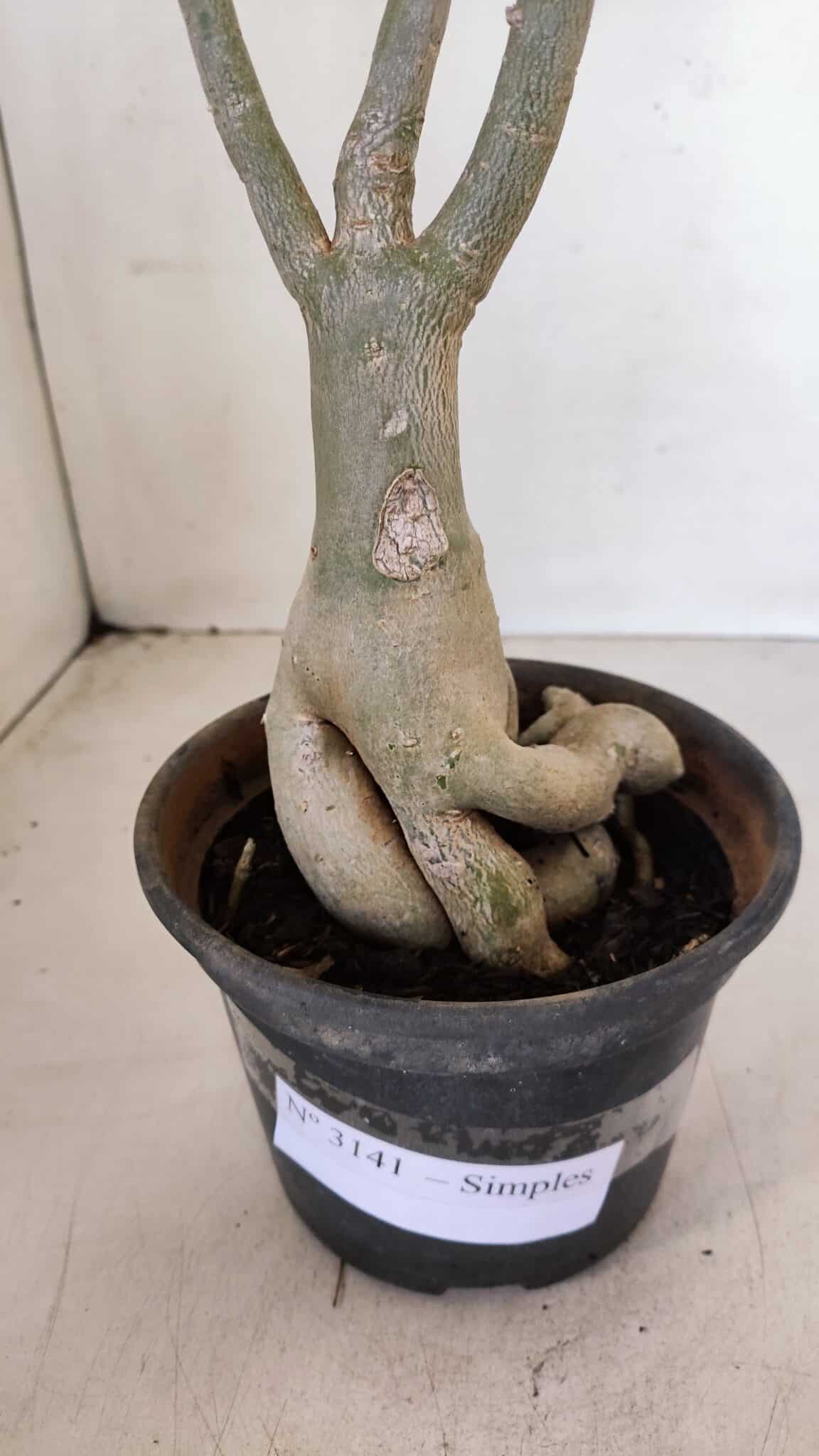 Planta Simples 3141 – 40cm – 03 anos - foto 10