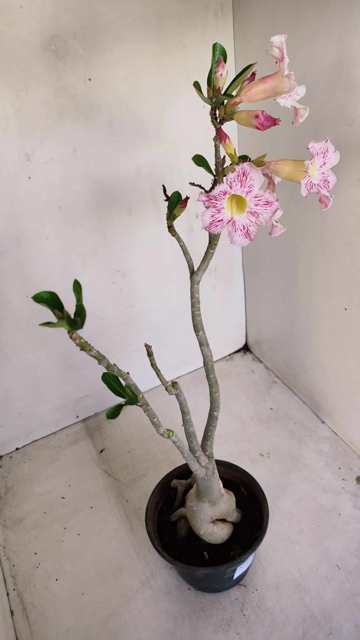 Planta Simples 3141 – 40cm – 03 anos - foto 9