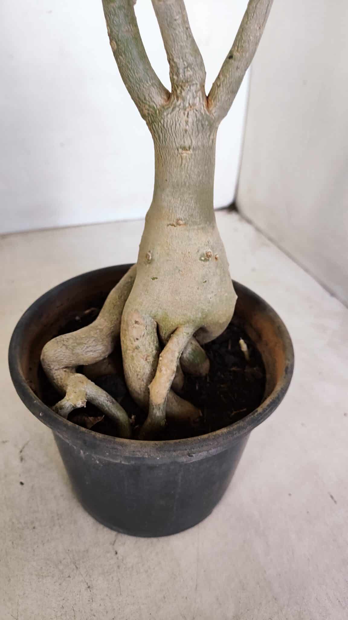 Planta Simples 3141 – 40cm – 03 anos - foto 8
