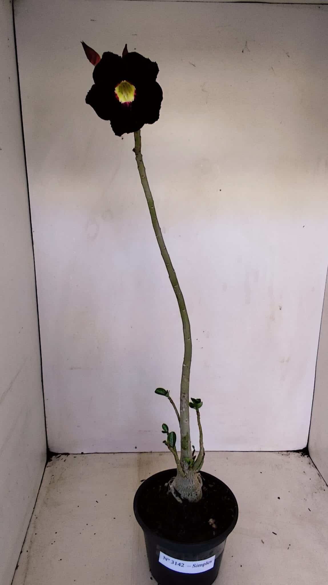 Planta Simples 3142 – 35cm – 03 anos - foto 2