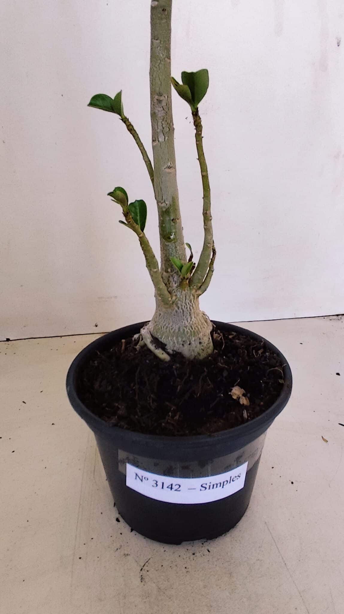 Planta Simples 3142 – 35cm – 03 anos - foto 6