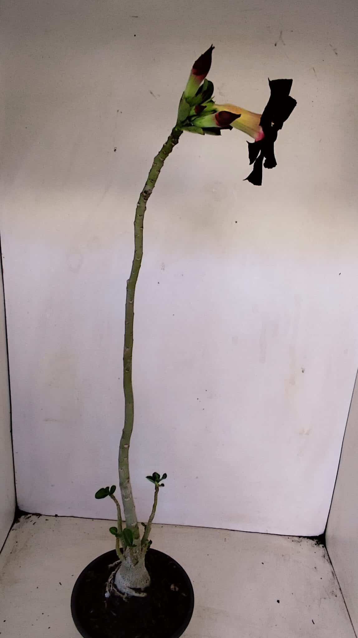 Planta Simples 3142 – 35cm – 03 anos - foto 5