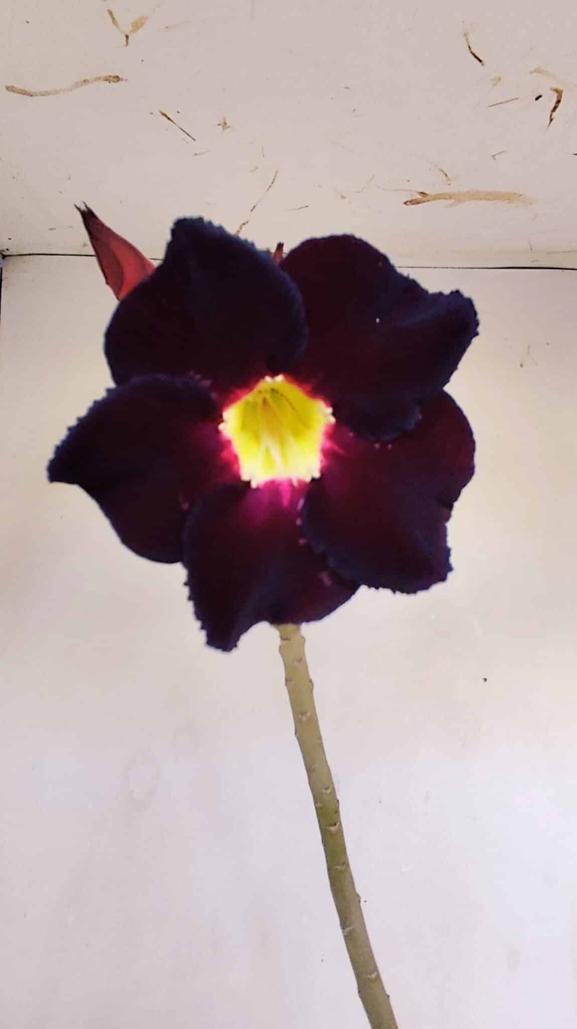 Planta Simples 3142 – 35cm – 03 anos - foto 3