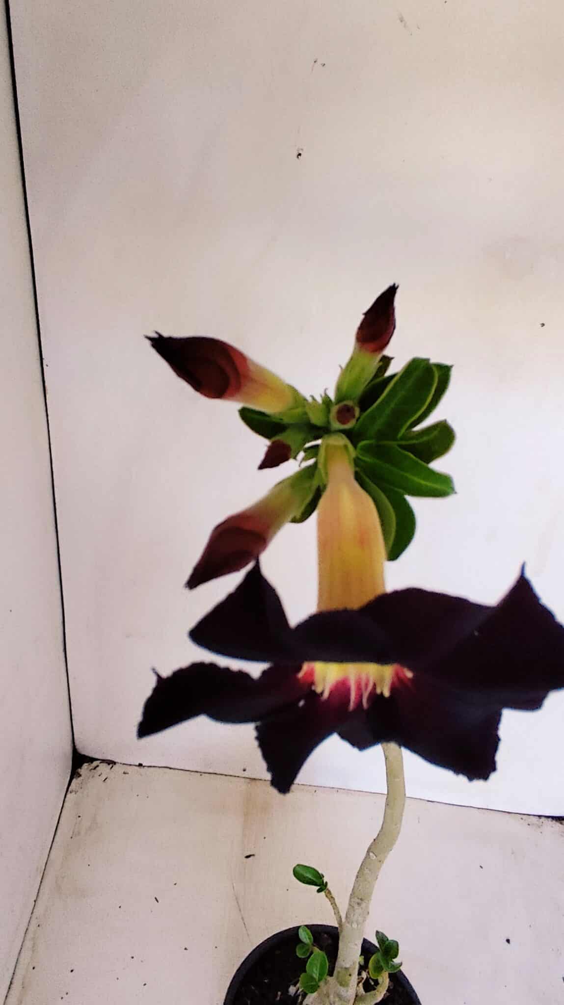 Planta Simples 3142 – 35cm – 03 anos - foto 4