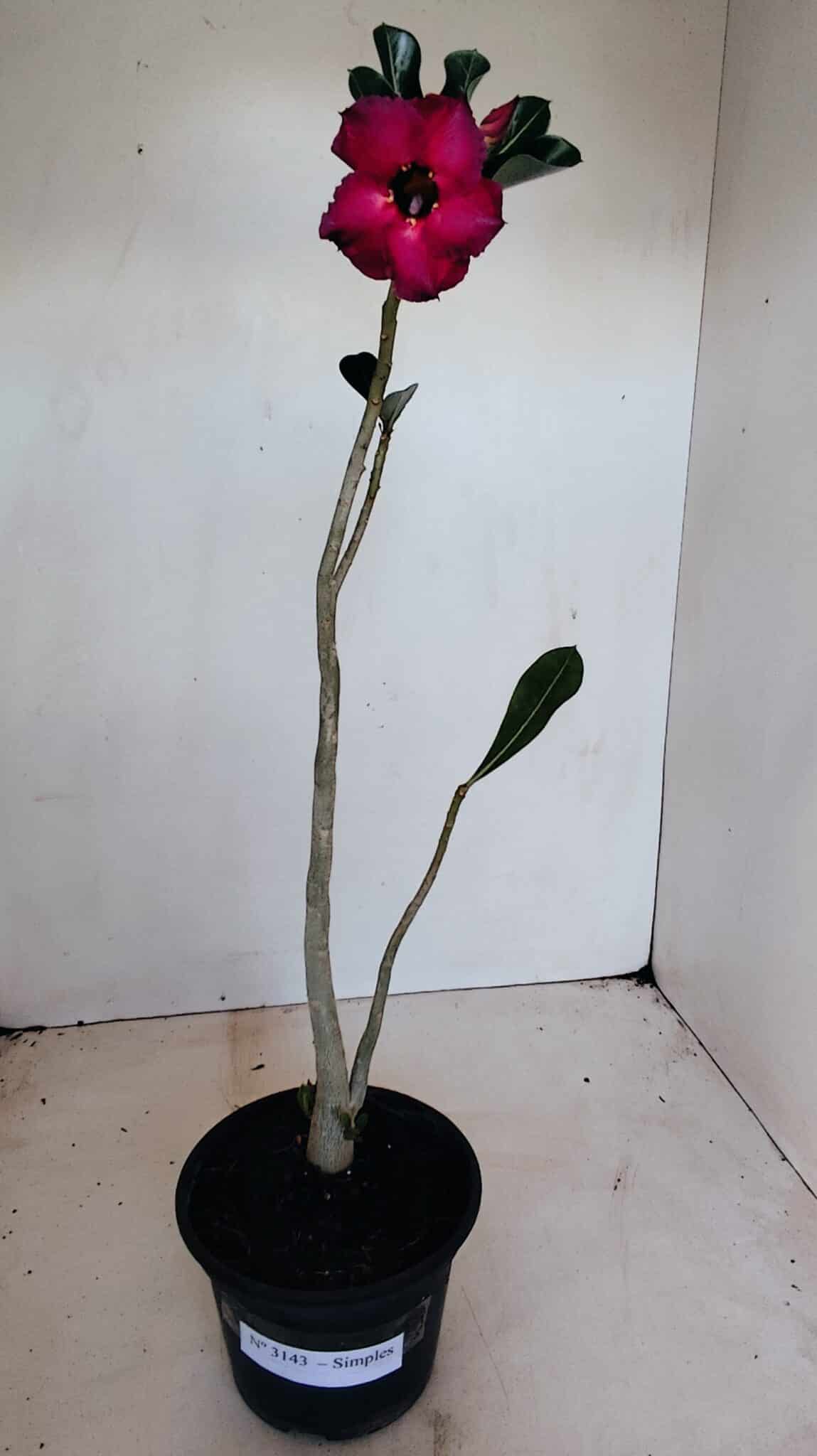 Planta Simples 3143 – 35cm – 03 anos - foto 2