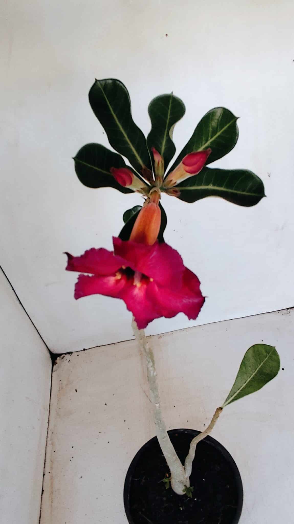 Planta Simples 3143 – 35cm – 03 anos - foto 4