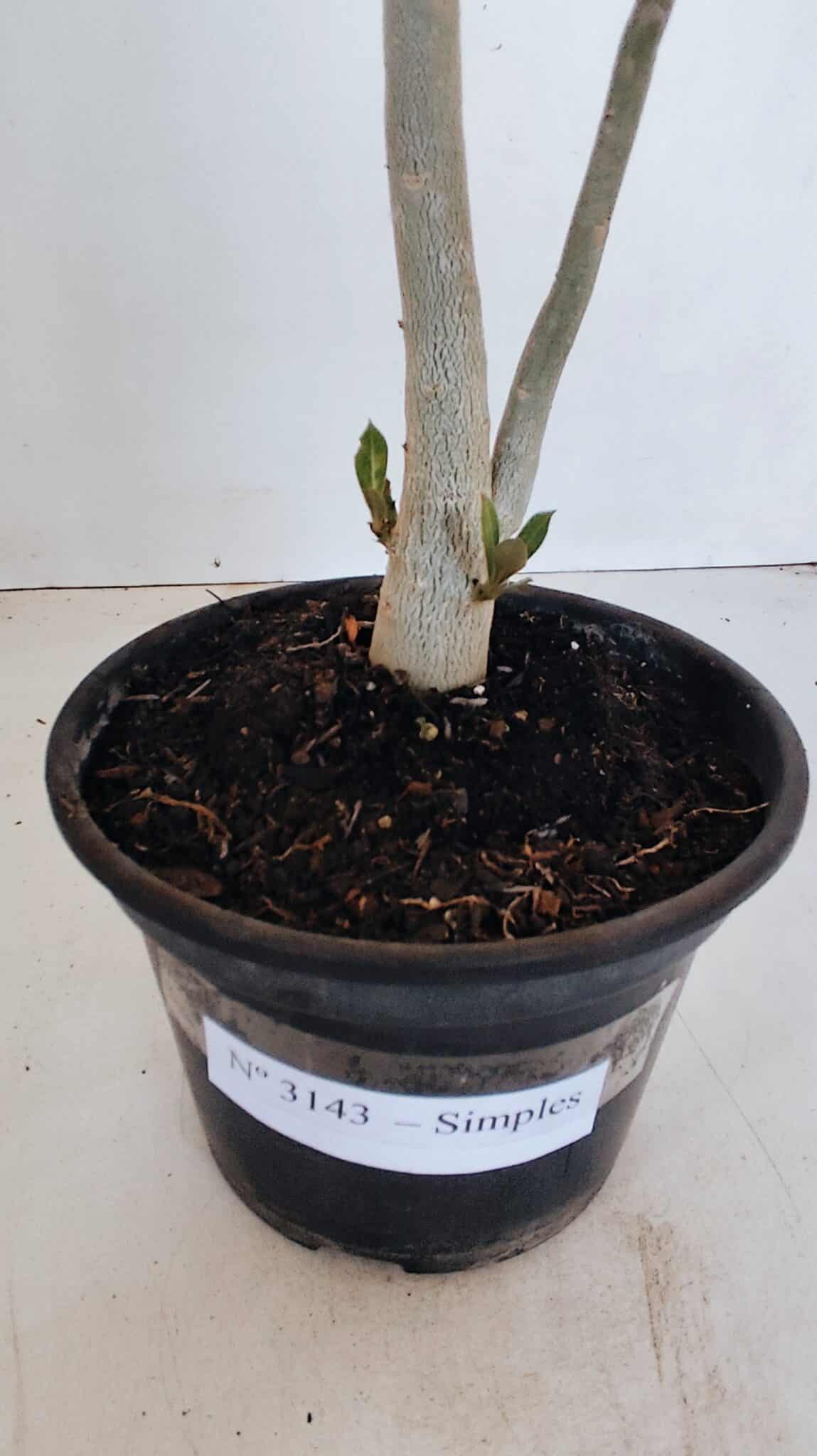 Planta Simples 3143 – 35cm – 03 anos - foto 6