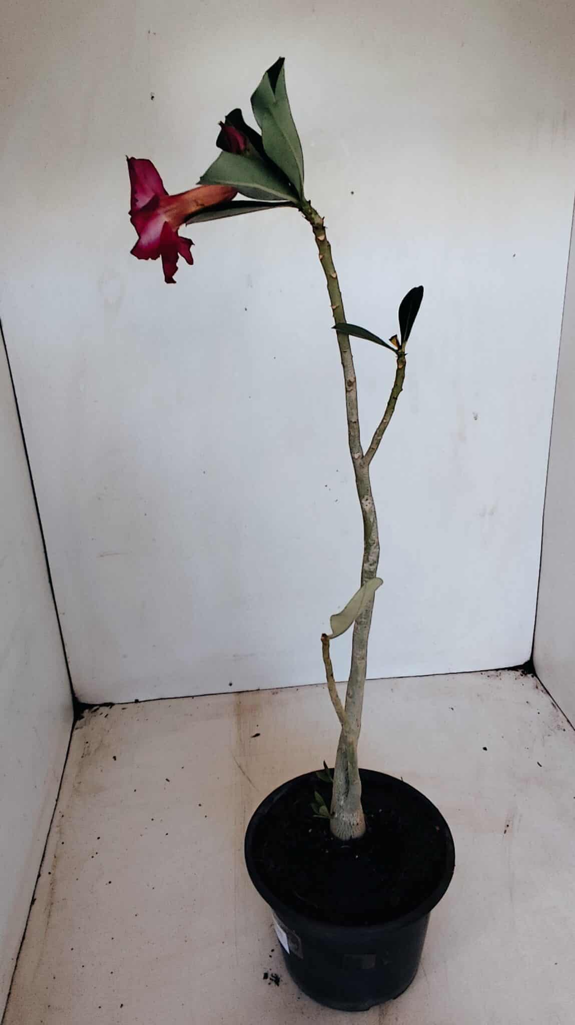 Planta Simples 3143 – 35cm – 03 anos - foto 5