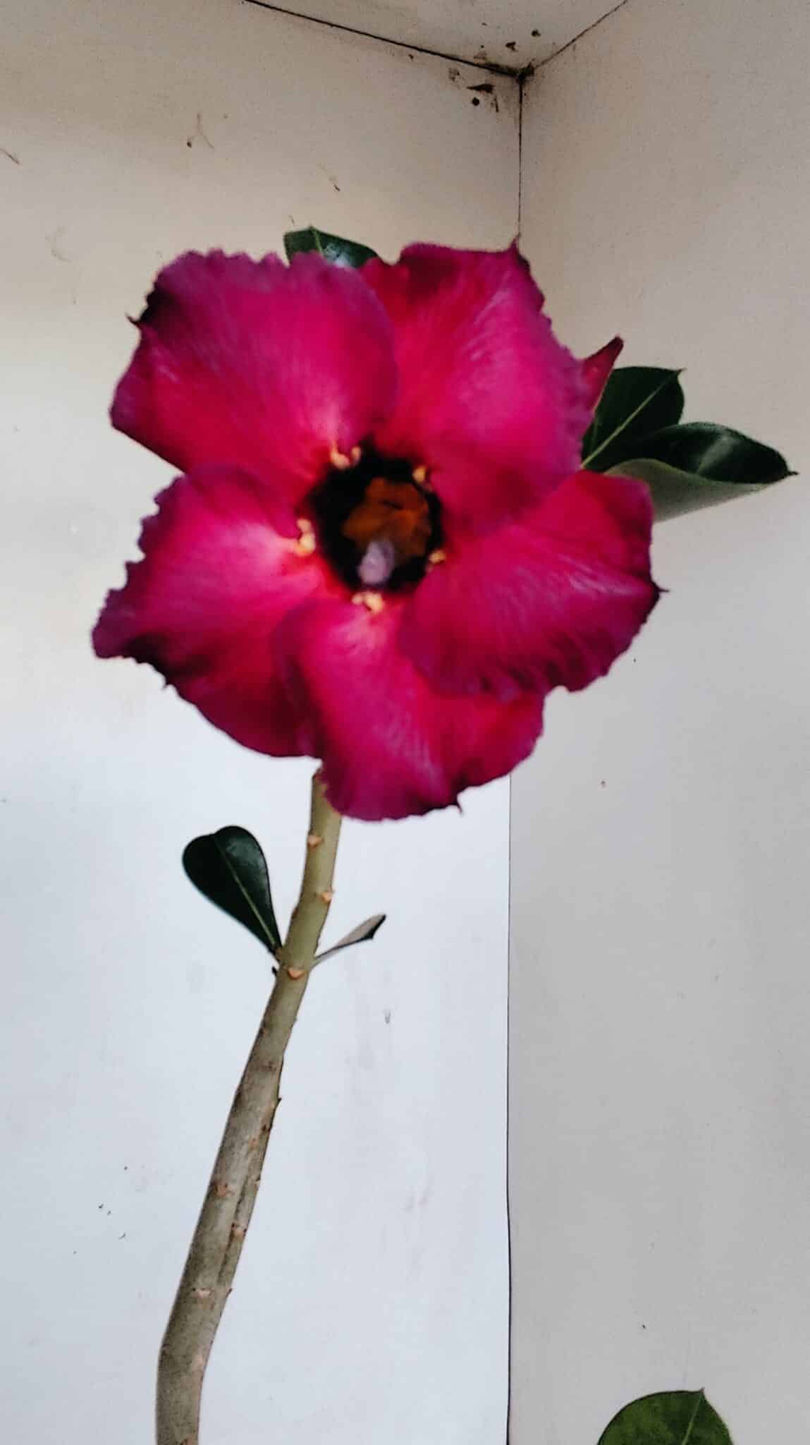 Planta Simples 3143 – 35cm – 03 anos - foto 3