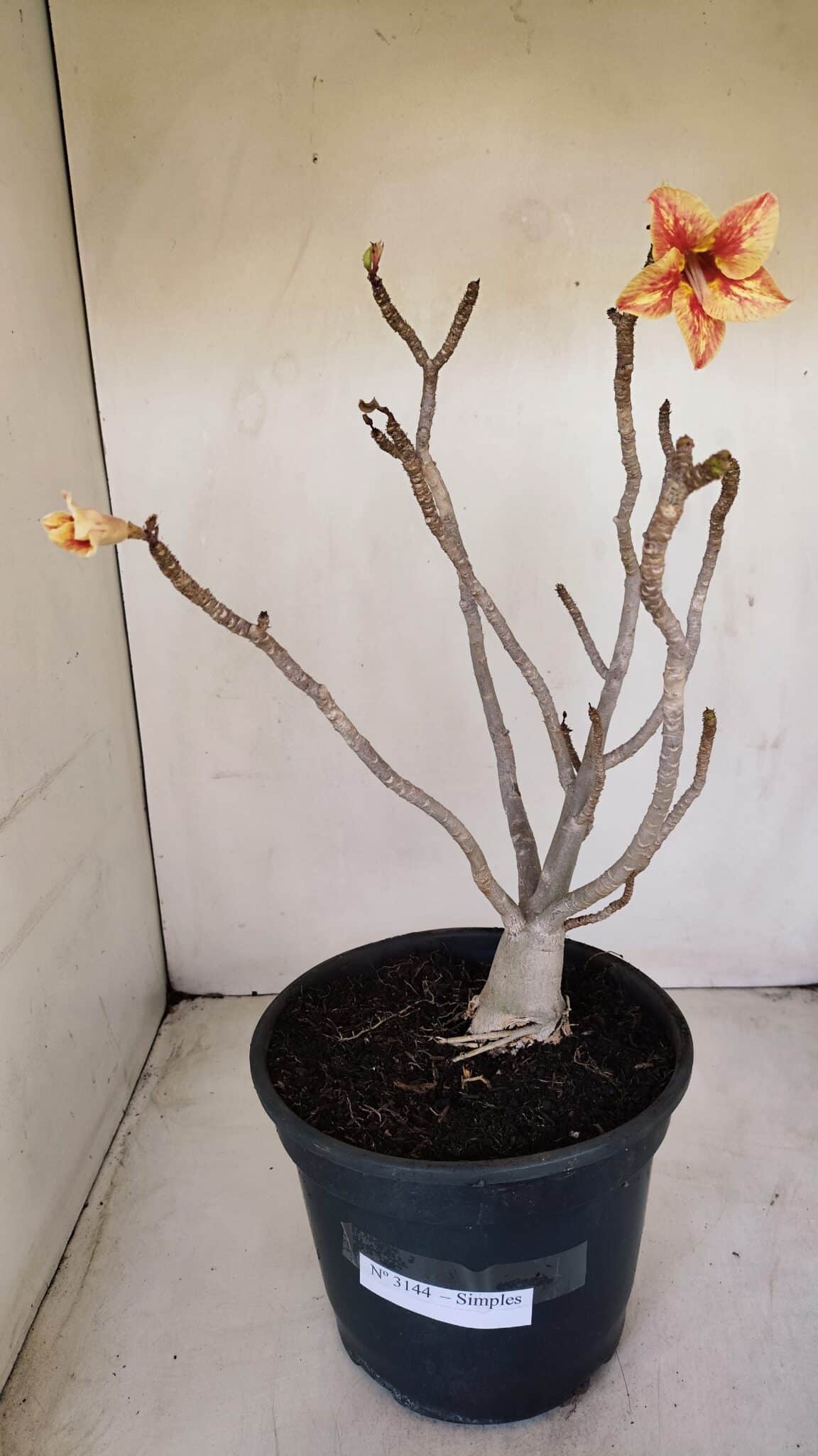 Planta Simples 3144 – 40cm – 03 anos - foto 2