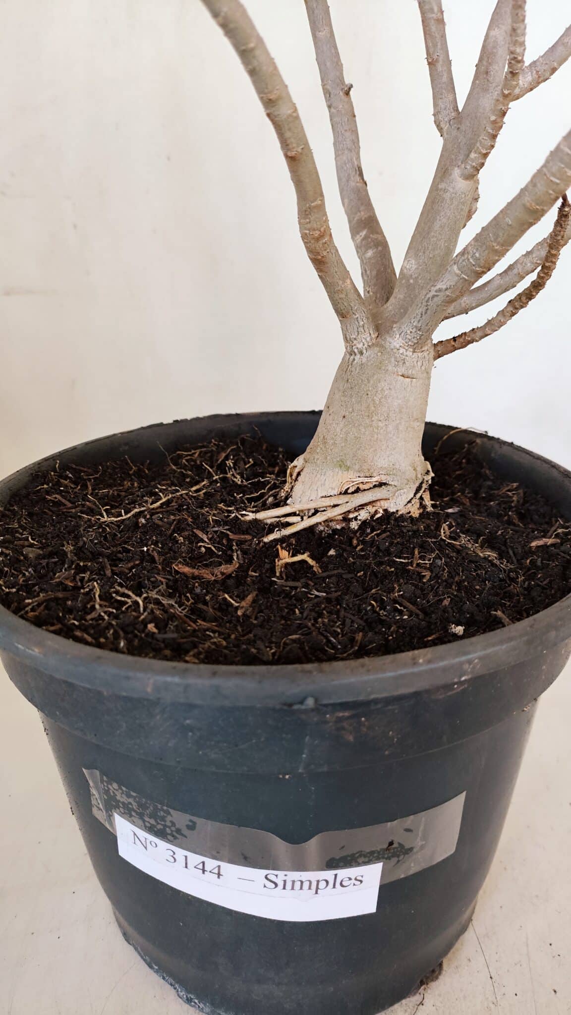 Planta Simples 3144 – 40cm – 03 anos - foto 6