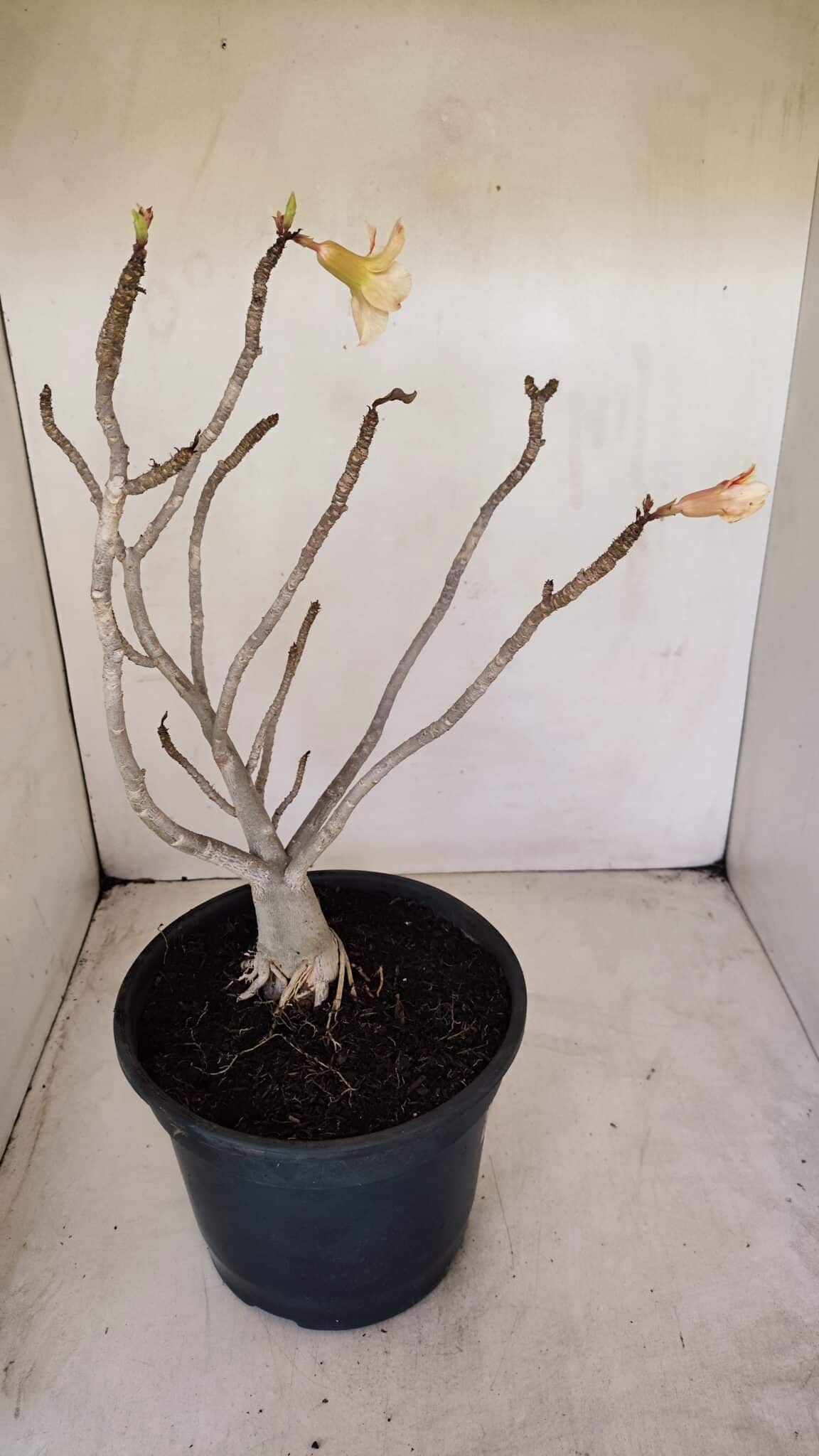 Planta Simples 3144 – 40cm – 03 anos - foto 5