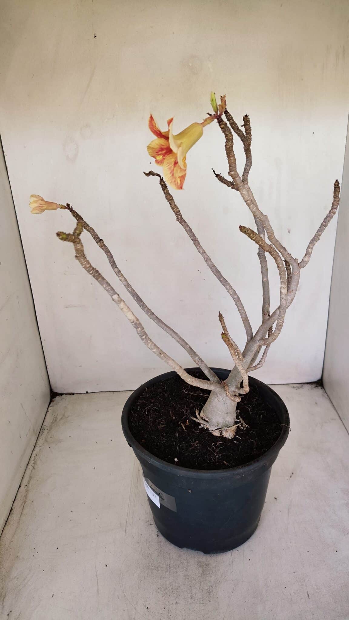 Planta Simples 3144 – 40cm – 03 anos - foto 4