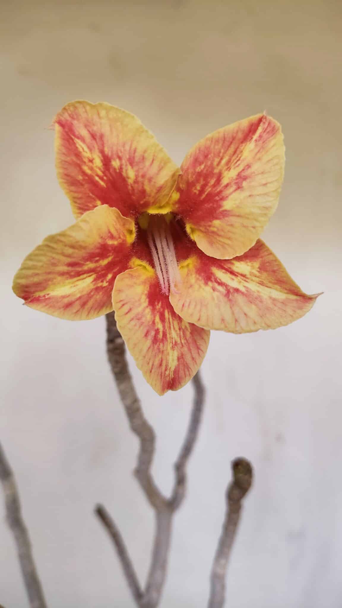 Planta Simples 3144 – 40cm – 03 anos - foto 3