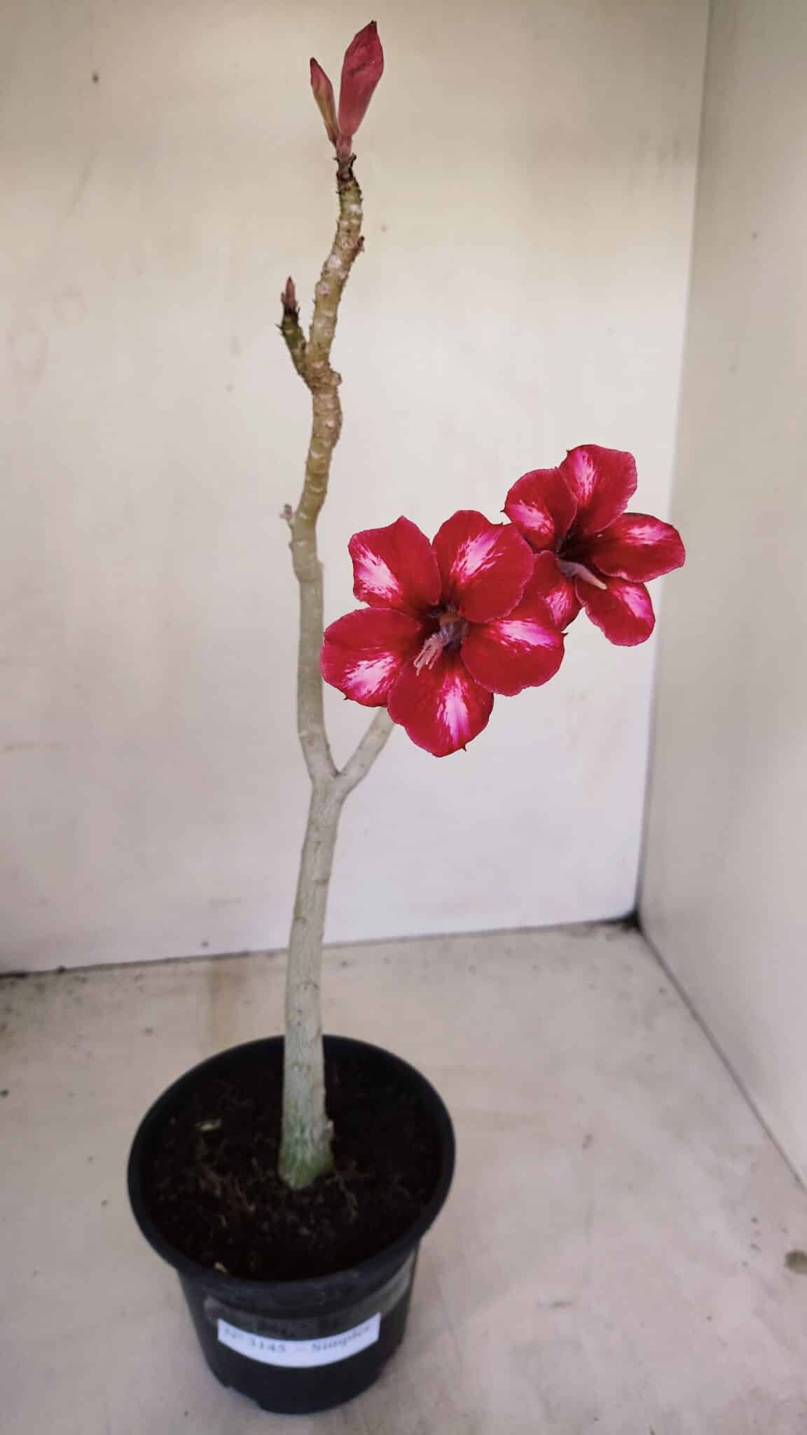 Planta Simples 3145 – 35cm – 03 anos - foto 2