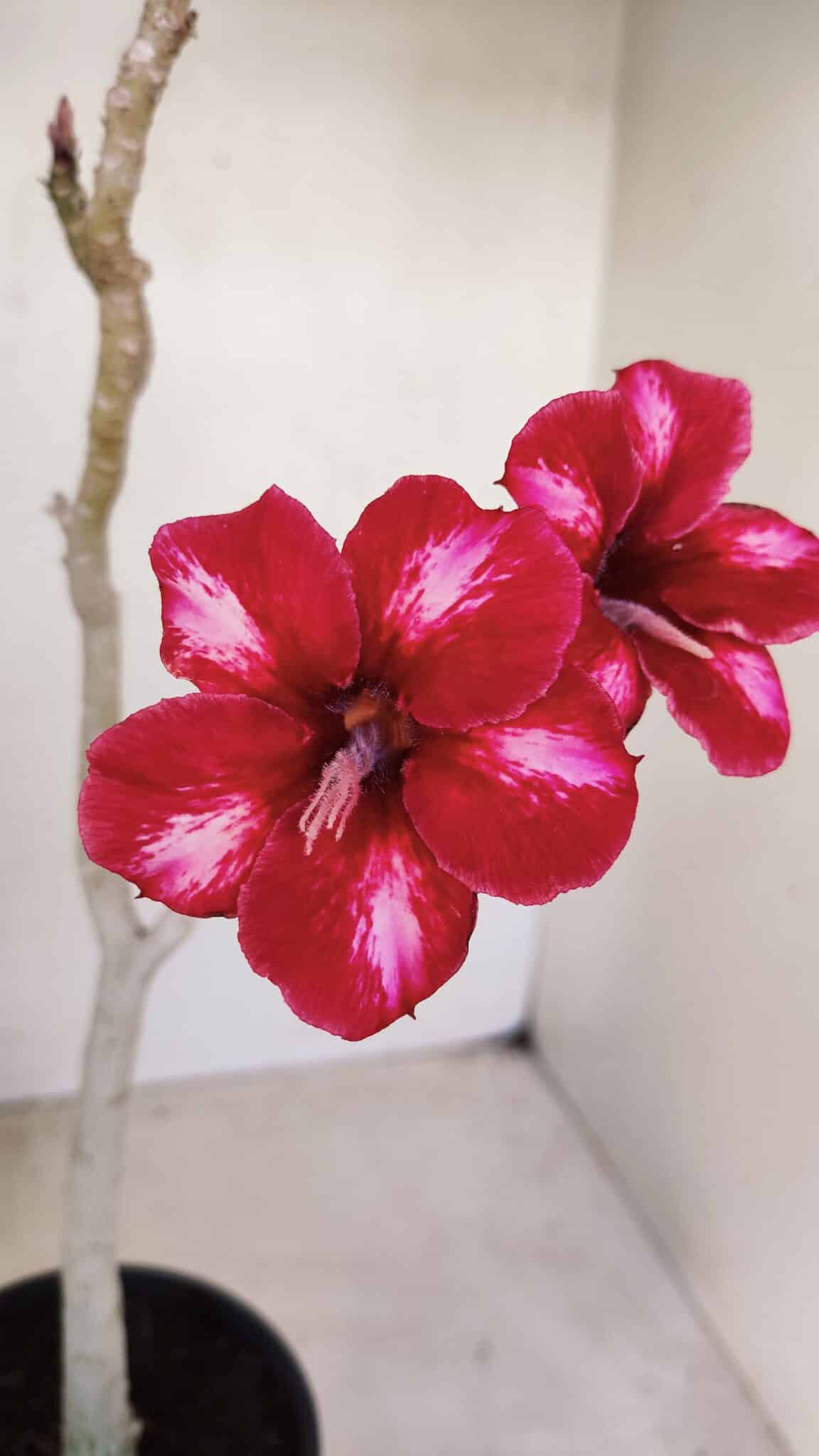 Planta Simples 3145 – 35cm – 03 anos - foto 3