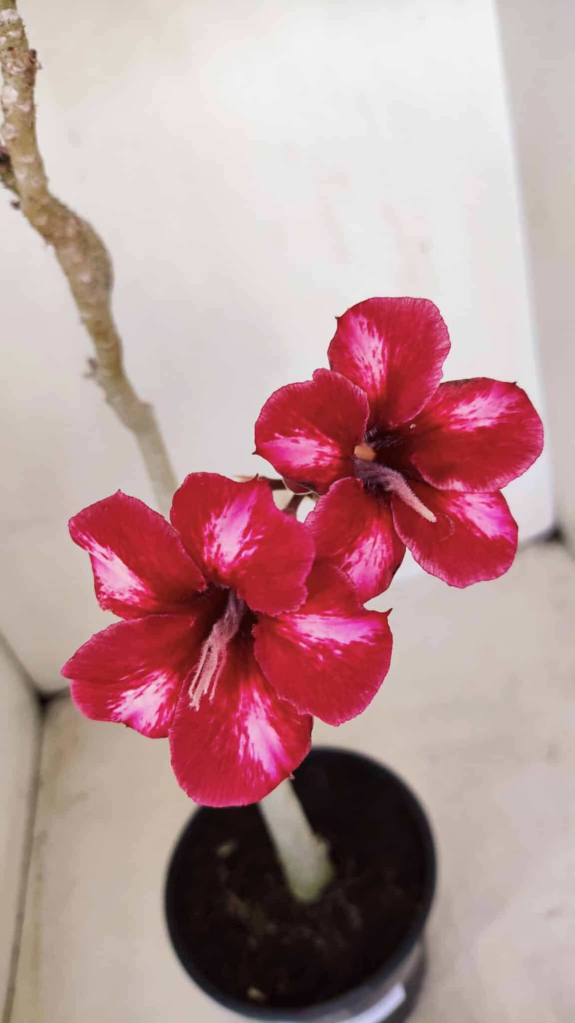 Planta Simples 3145 – 35cm – 03 anos - foto 4