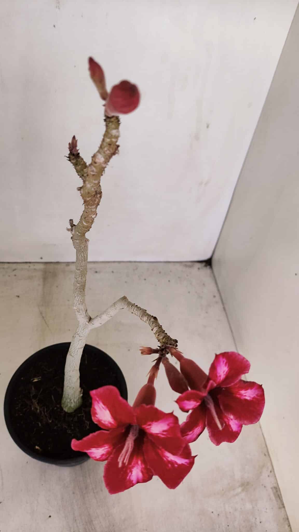 Planta Simples 3145 – 35cm – 03 anos - foto 5