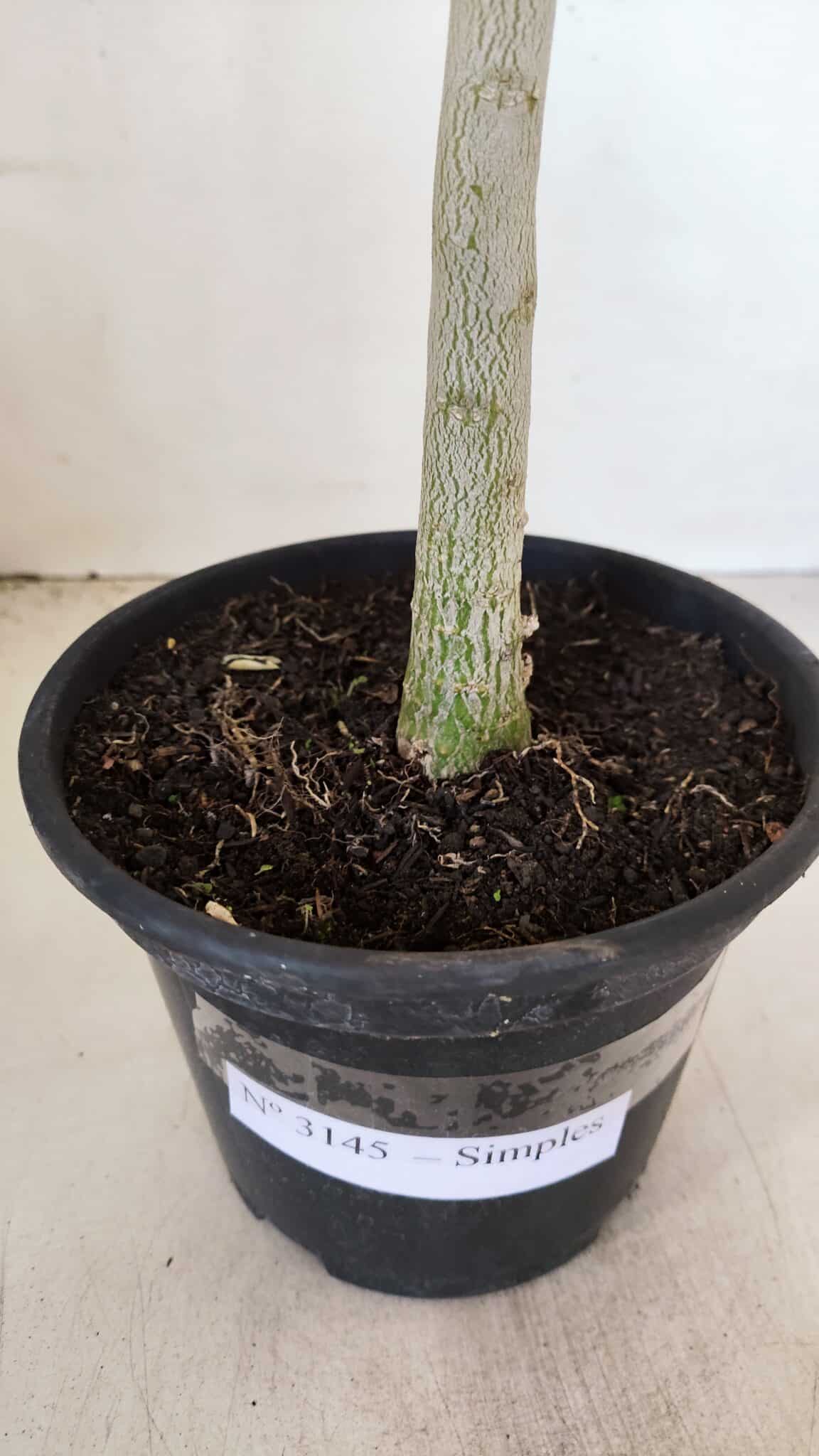 Planta Simples 3145 – 35cm – 03 anos - foto 7