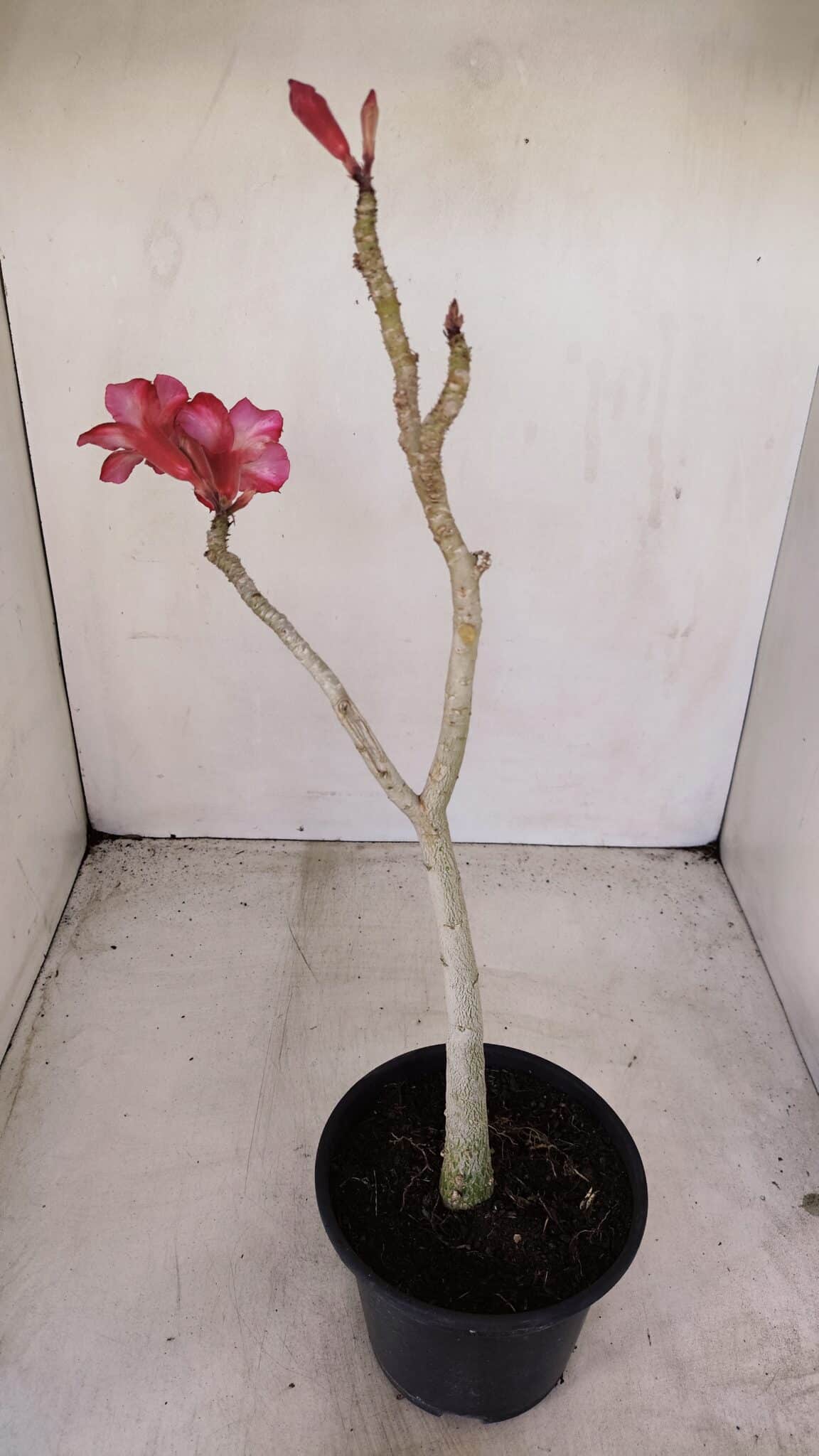 Planta Simples 3145 – 35cm – 03 anos - foto 6