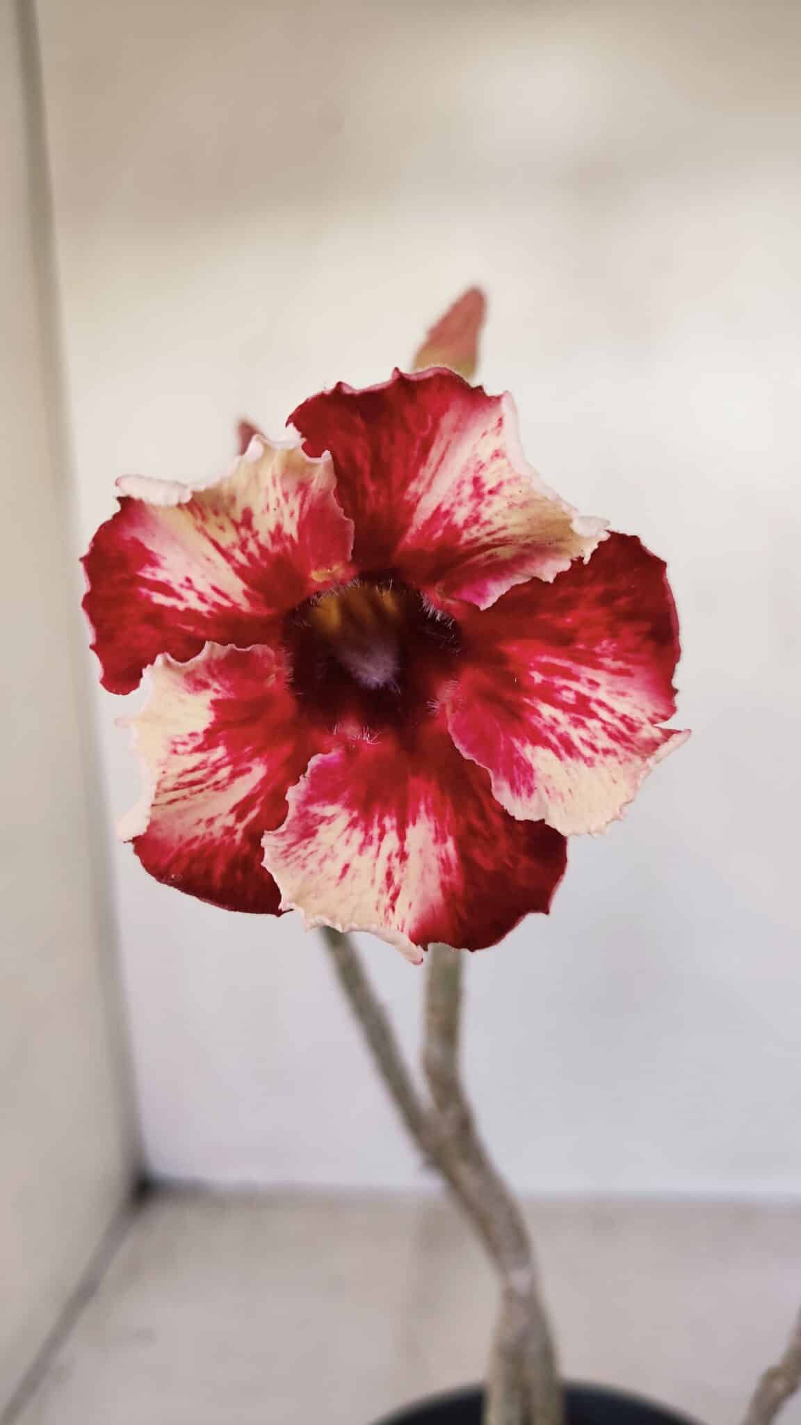 Planta Simples 3146 – 30cm – 03 anos - foto 3