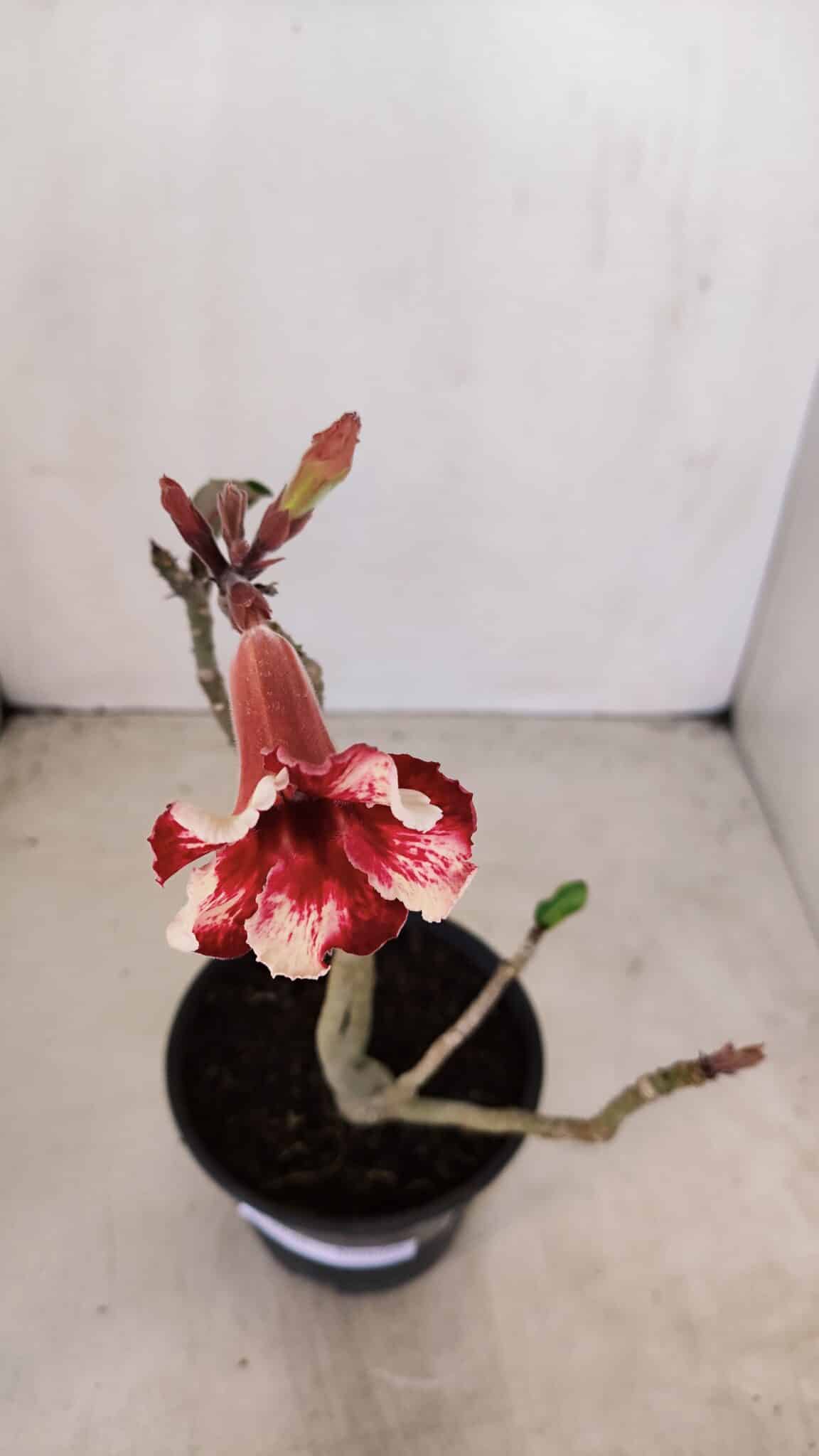 Planta Simples 3146 – 30cm – 03 anos - foto 5