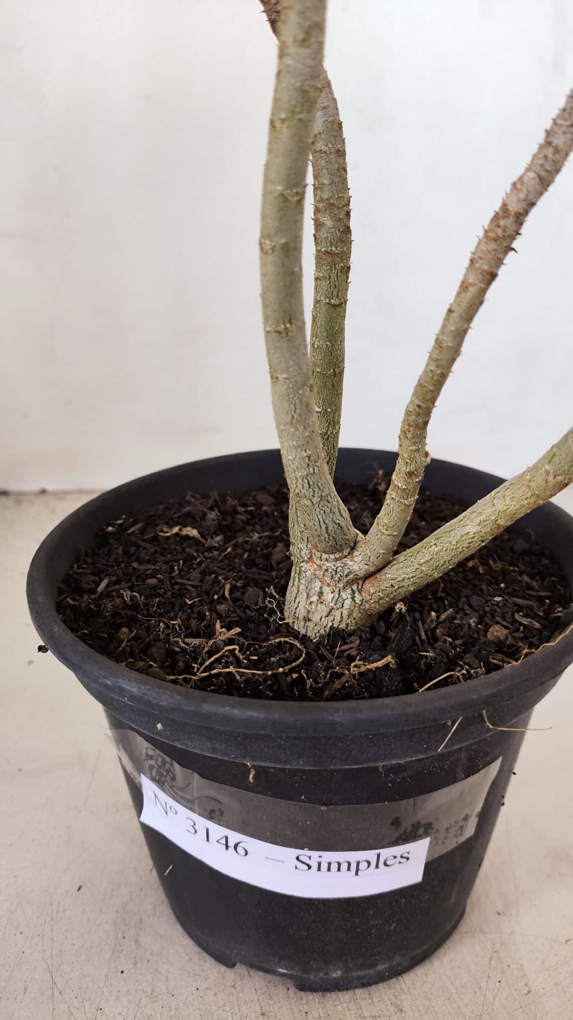 Planta Simples 3146 – 30cm – 03 anos - foto 4