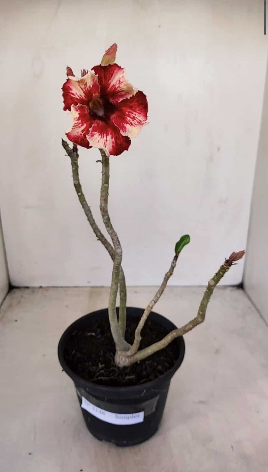 Planta Simples 3146 – 30cm – 03 anos - foto 2