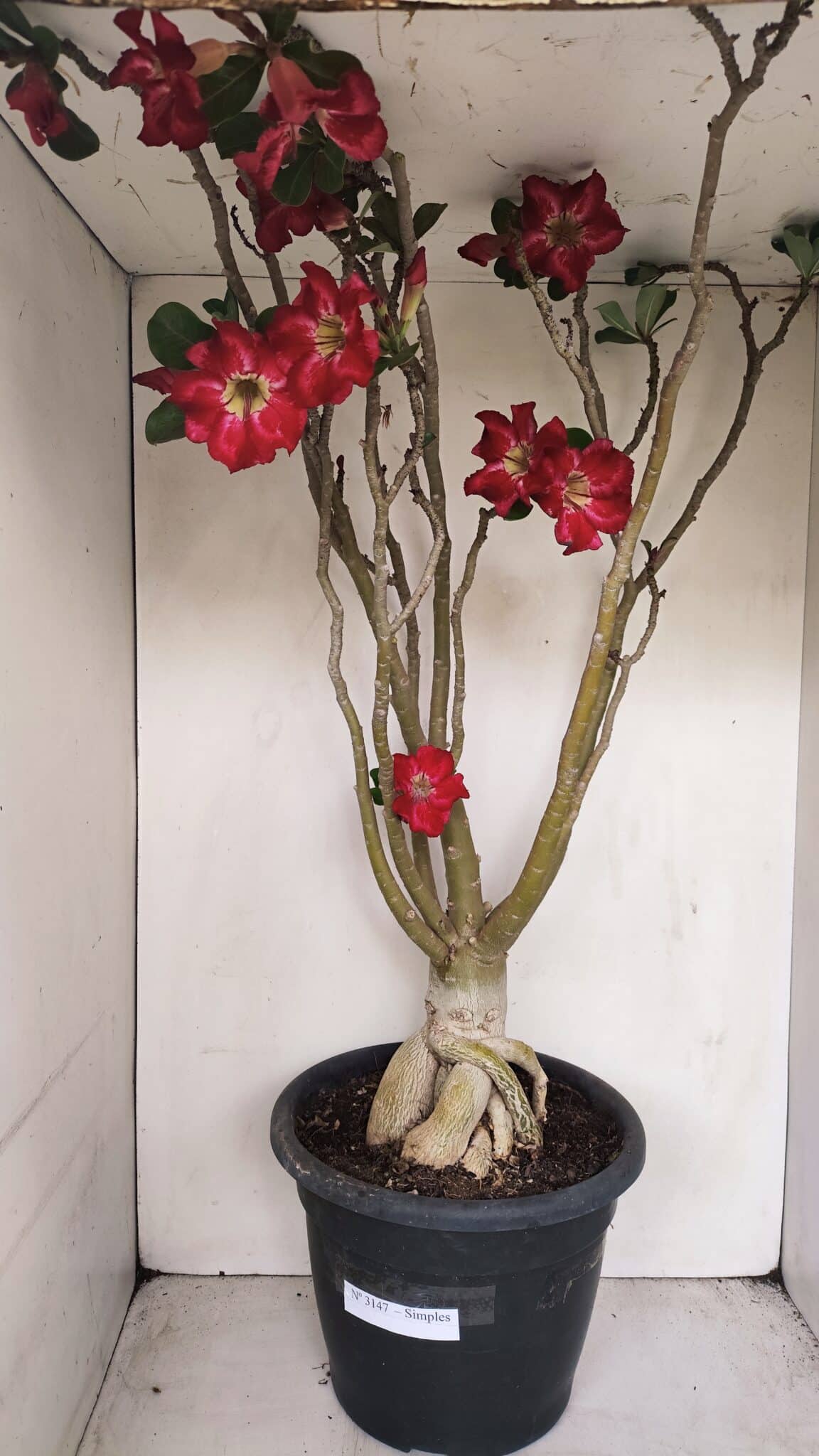 Planta Simples 3147 – 65cm – 05 anos - foto 2