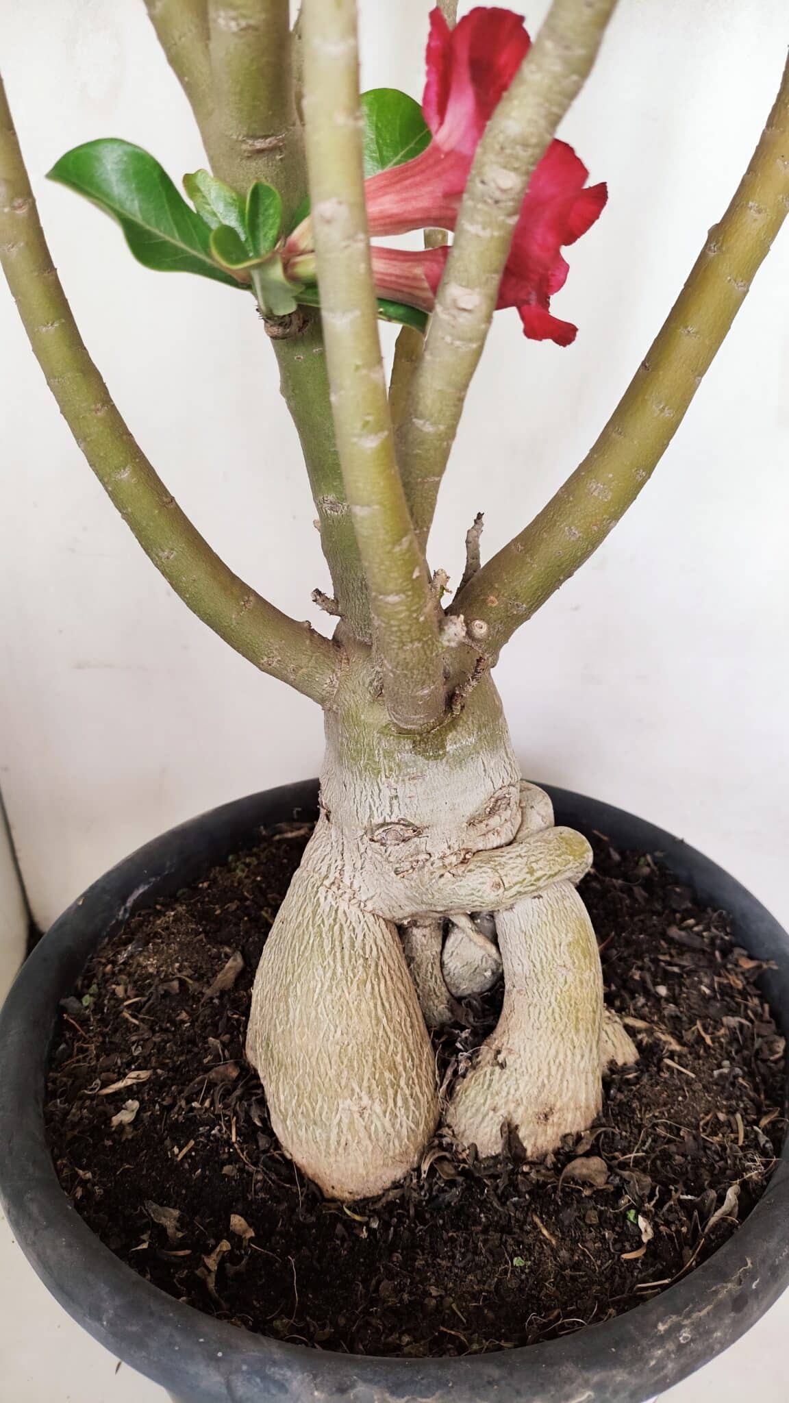 Planta Simples 3147 – 65cm – 05 anos - foto 5